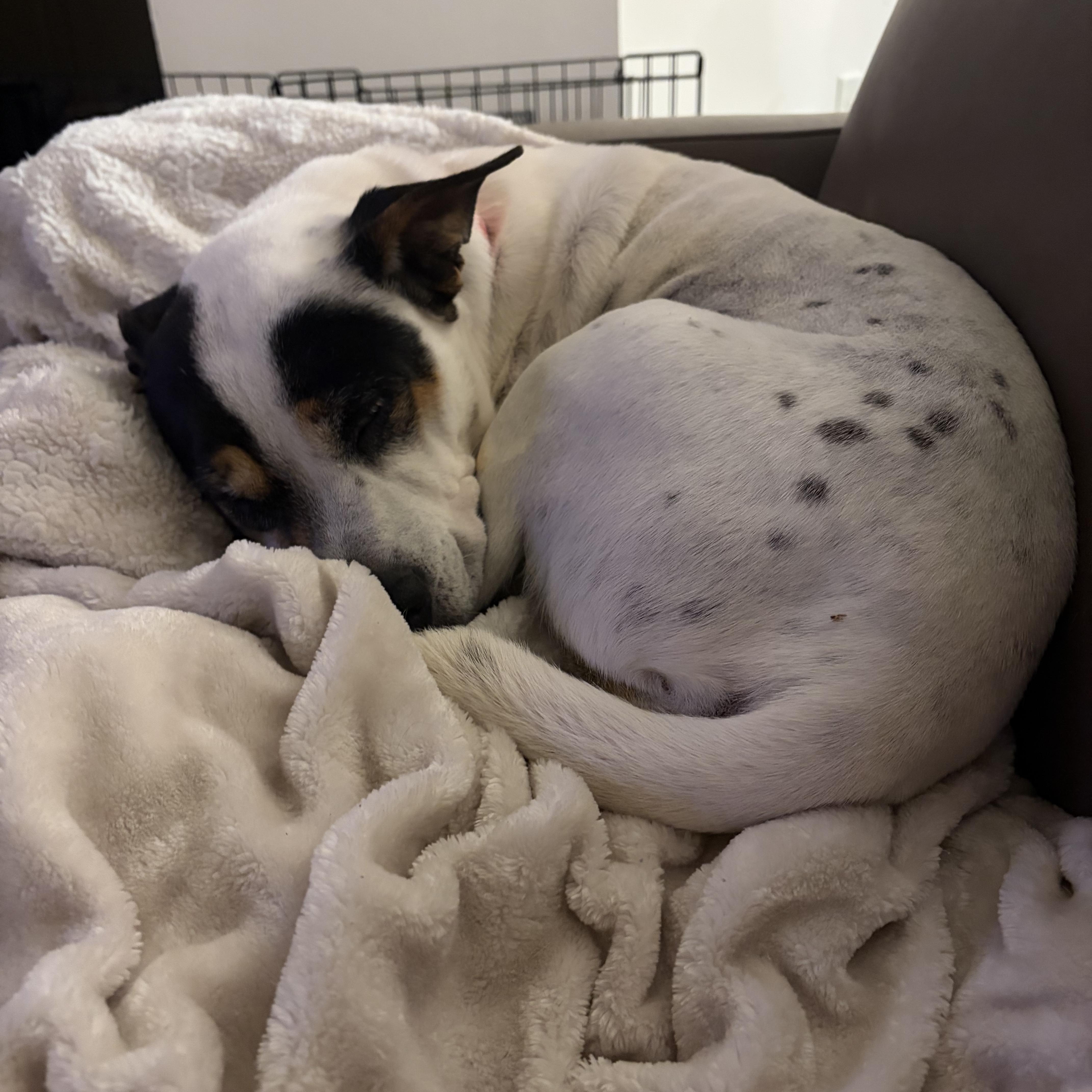 Enlarge Effie, a Adoptable Mixed Breed in Charlotte, NC image 4/5