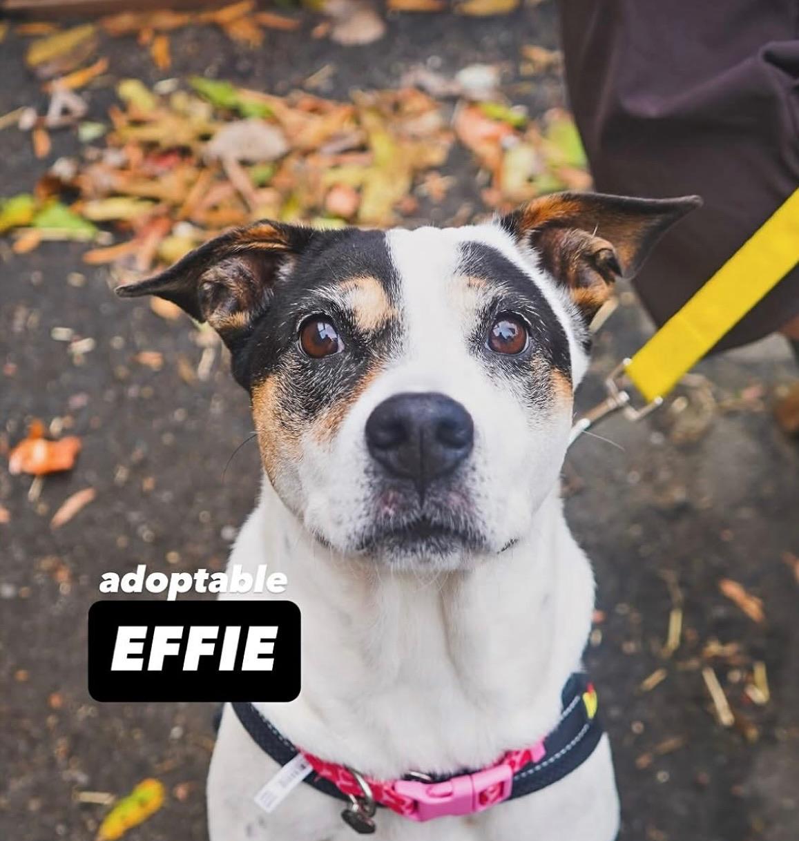 Enlarge Effie, a Adoptable Mixed Breed in Charlotte, NC image 3/5