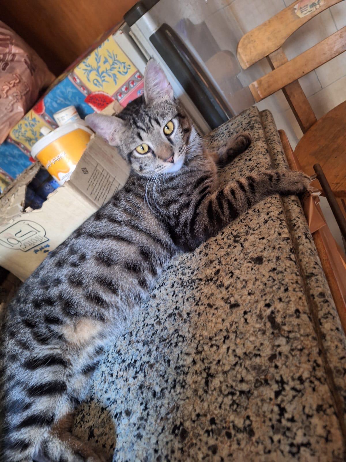 Cheeta photo