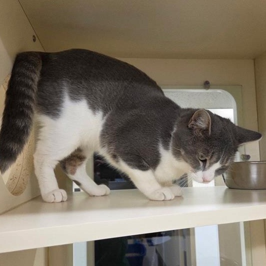 Yodel, Adoptable, Adult Male Domestic Short Hair.