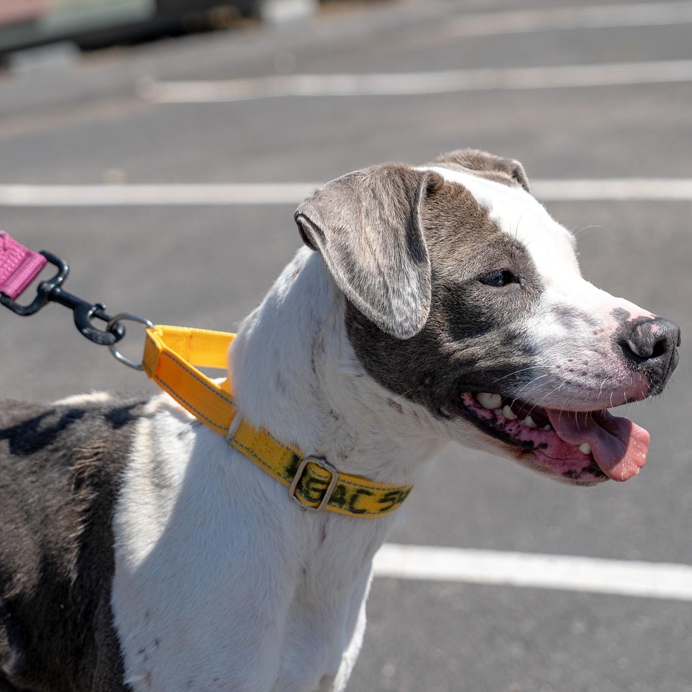Rain, a ADOPTABLE mixed breed in King George, VA image 3/6