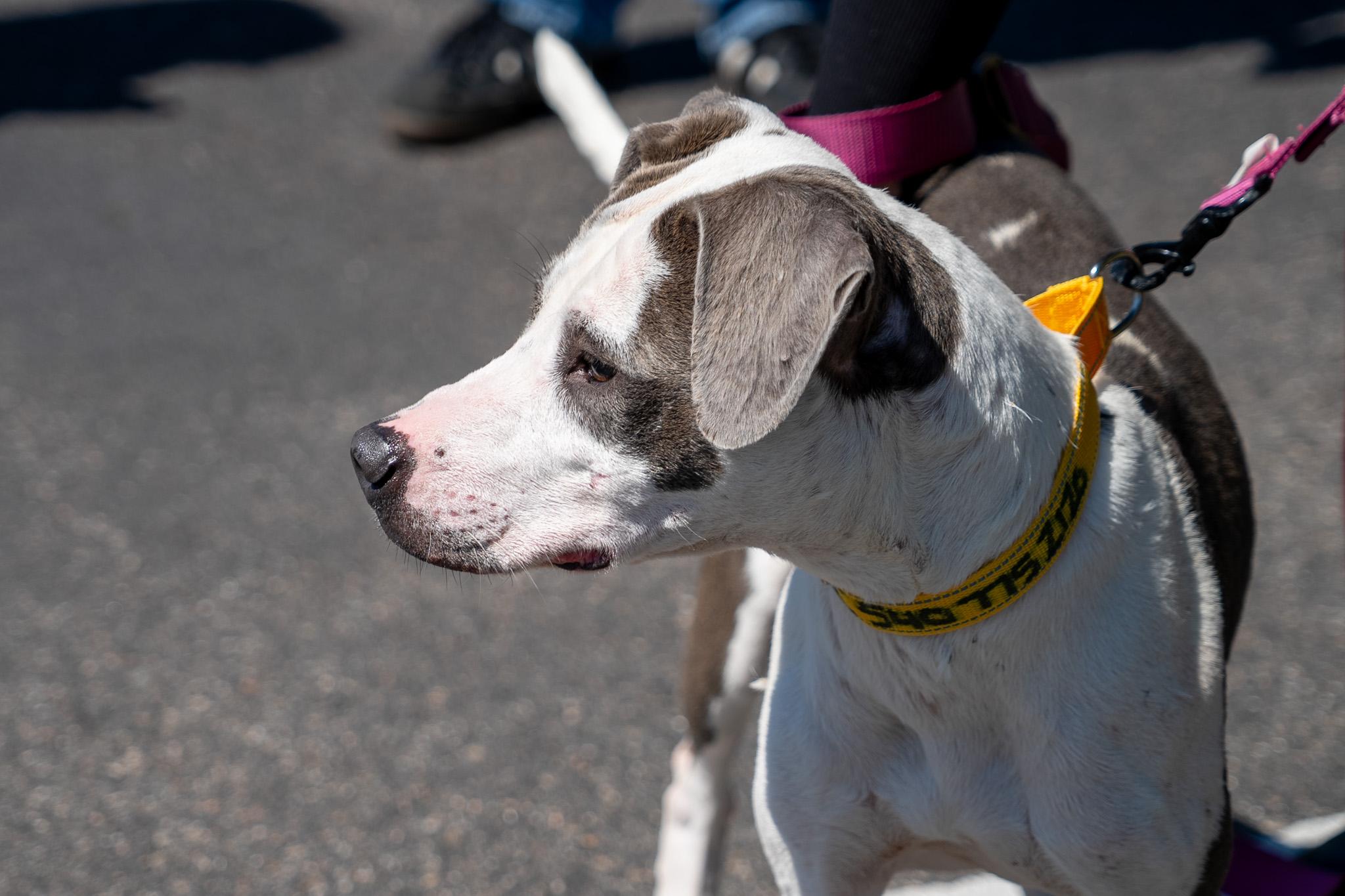 Rain, a ADOPTABLE mixed breed in King George, VA image 5/6
