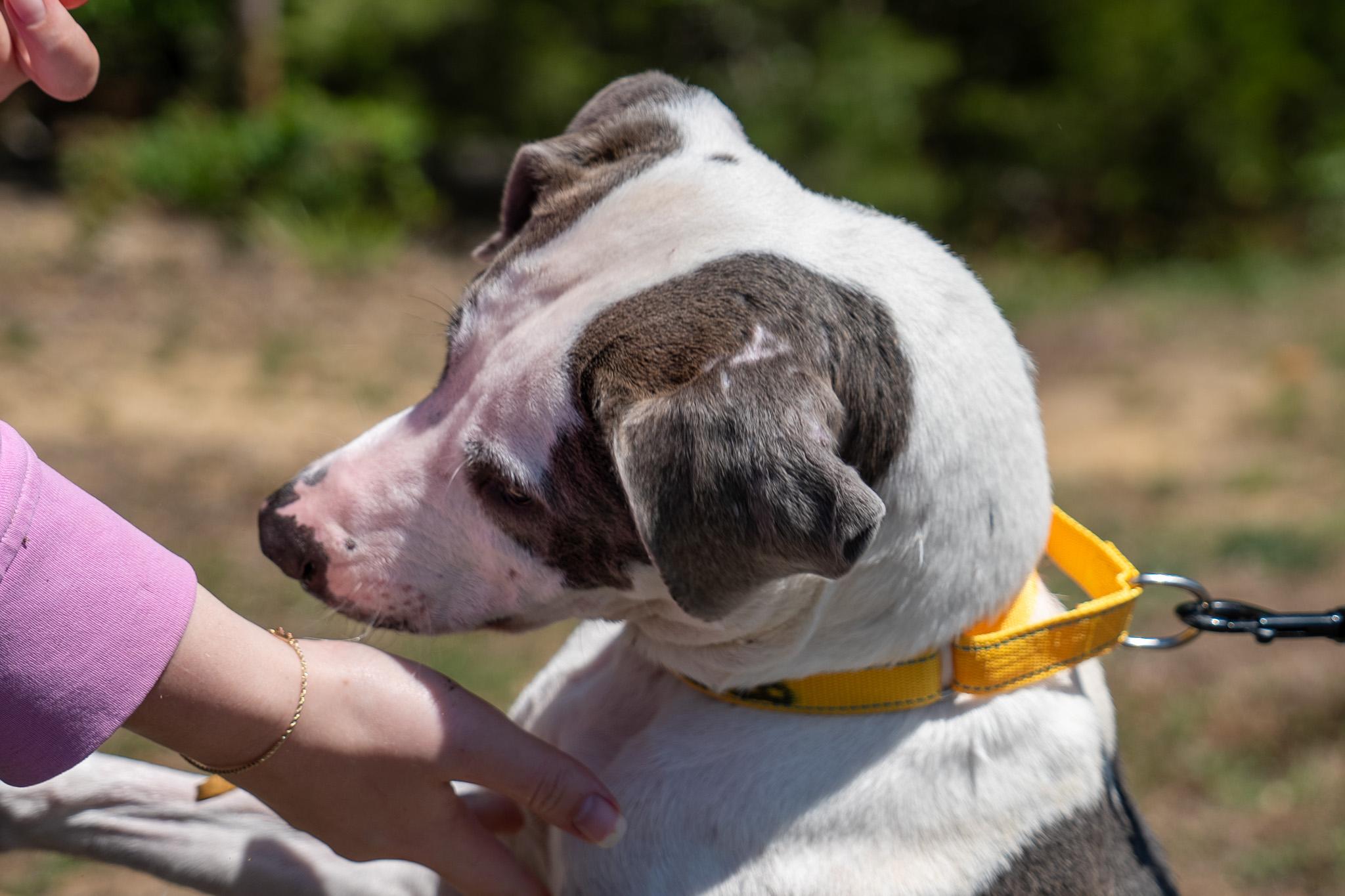 Rain, a ADOPTABLE mixed breed in King George, VA image 4/6