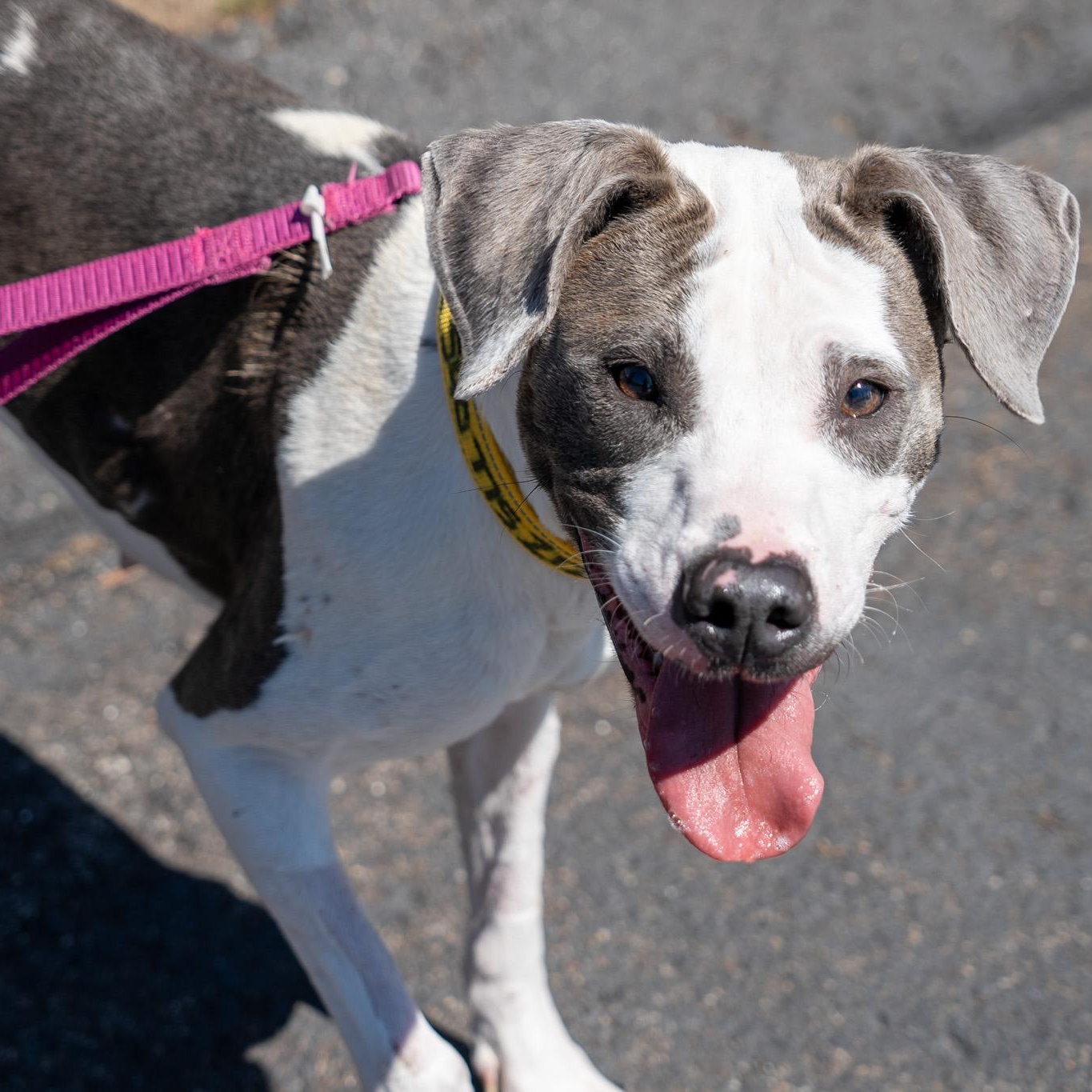 Rain, a ADOPTABLE mixed breed in King George, VA image 2/6