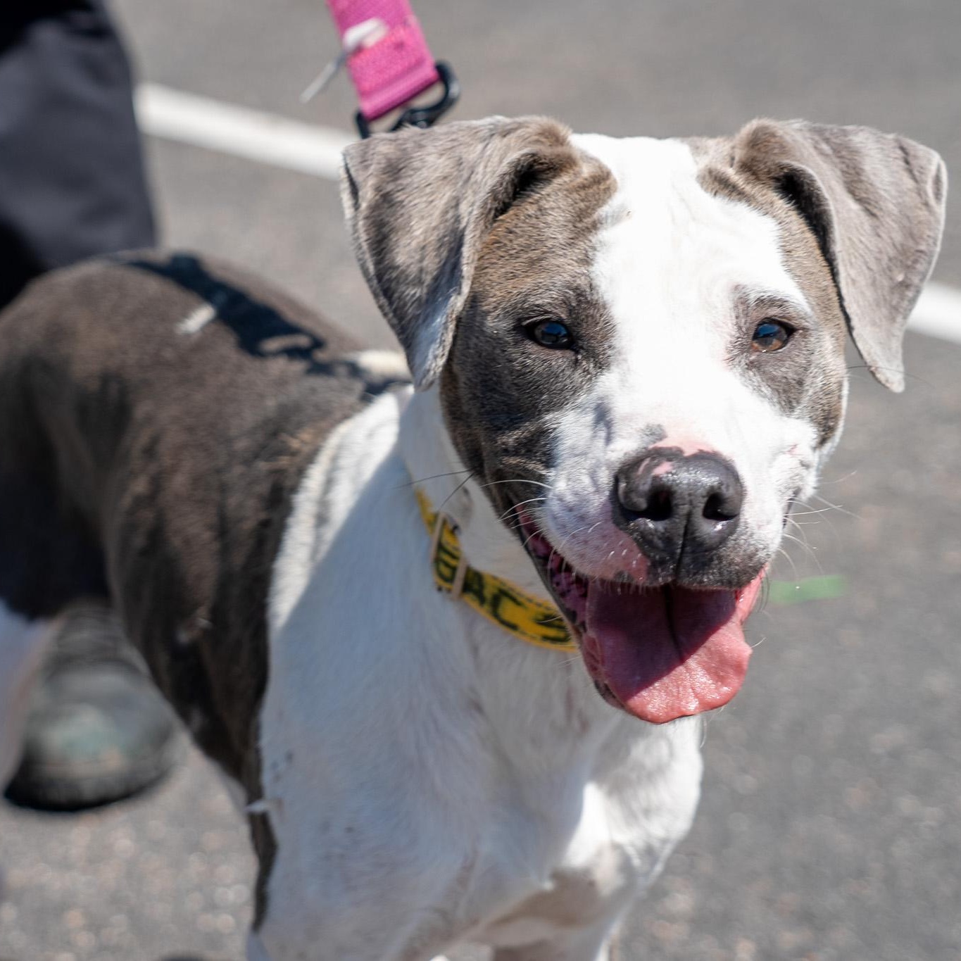 Rain, ADOPTABLE, Young Female Pit Bull Terrier & Hound.