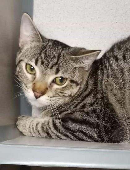 Enlarge Frost (Barn Cat), a Adoptable mixed breed in Waupaca, WI image 1/1