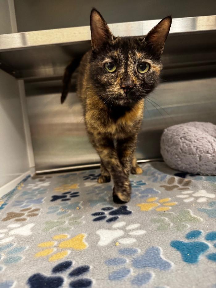 Chili, a Adoptable Domestic Short Hair in Hilton Head Island, SC image 2/3