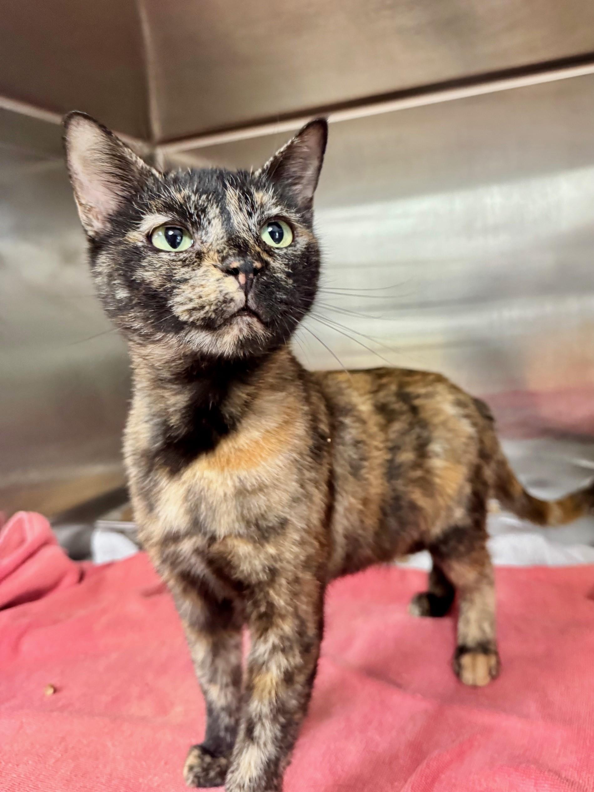 Chili, a Adoptable Domestic Short Hair in Hilton Head Island, SC image 1/3