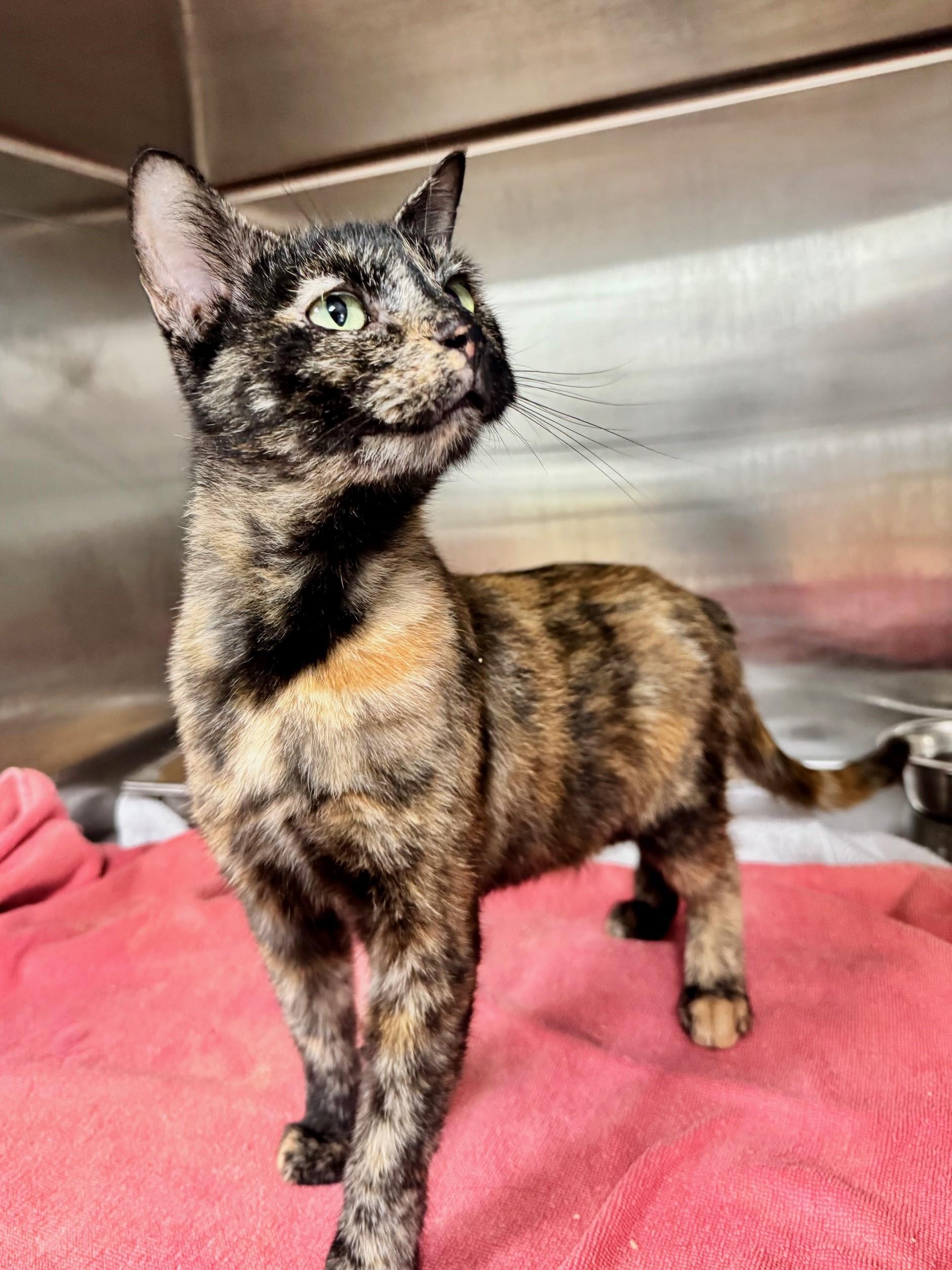 Chili, a Adoptable Domestic Short Hair in Hilton Head Island, SC image 3/3