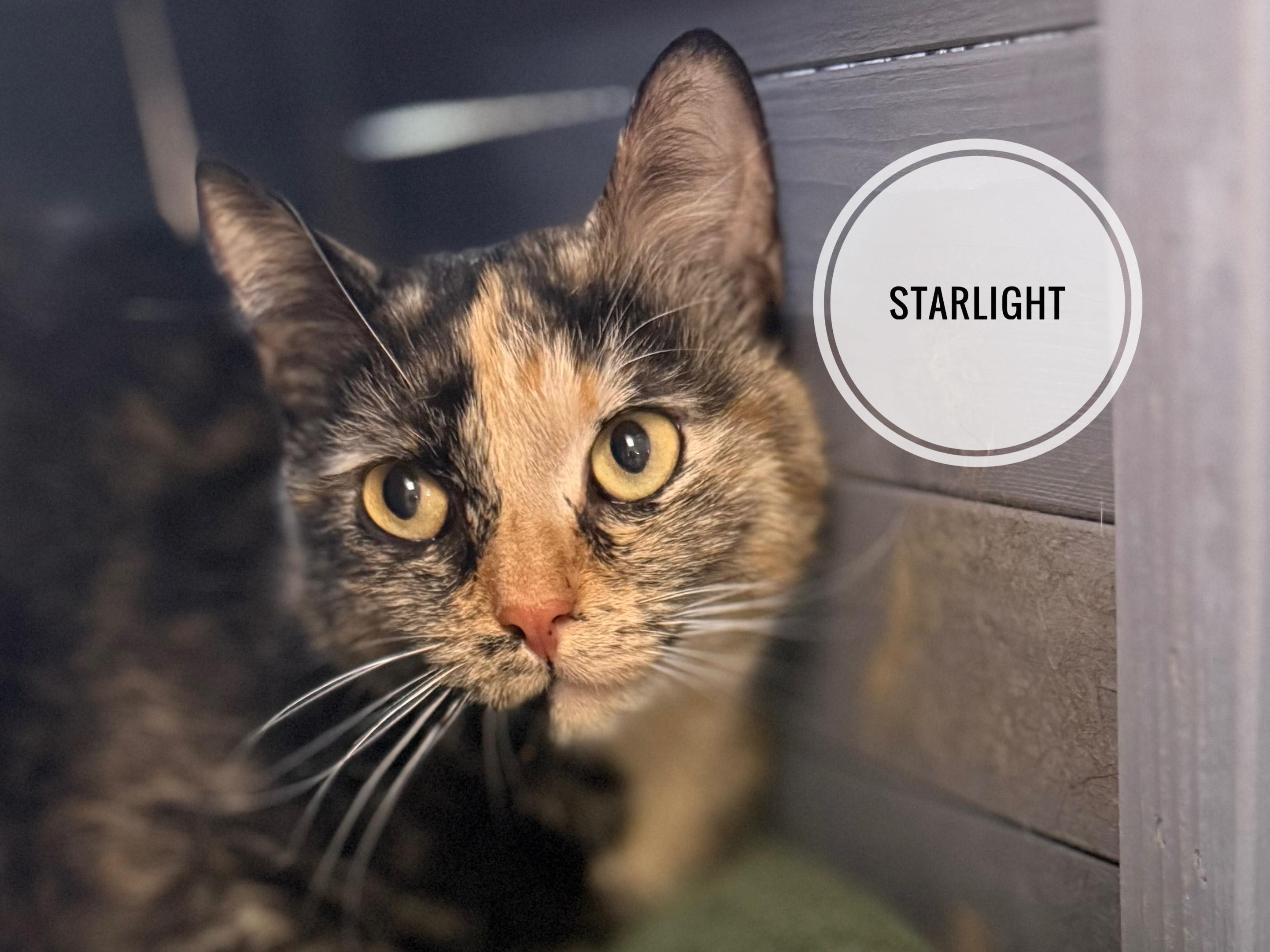 Starlight