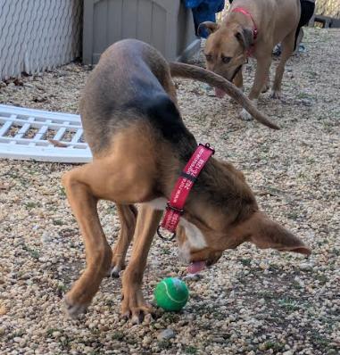 Shony, Adoptable, Young Male Hound & Mixed Breed.