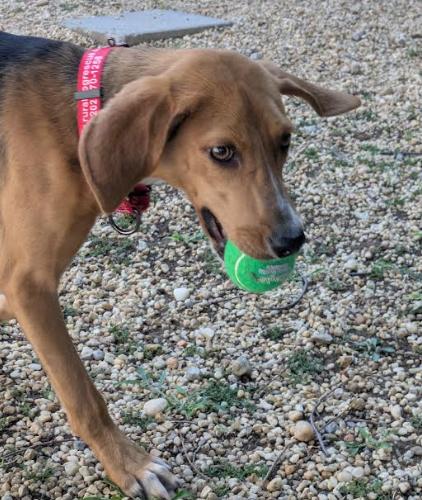 Shony, a Adoptable mixed breed in Washington DC, DC image 2/5