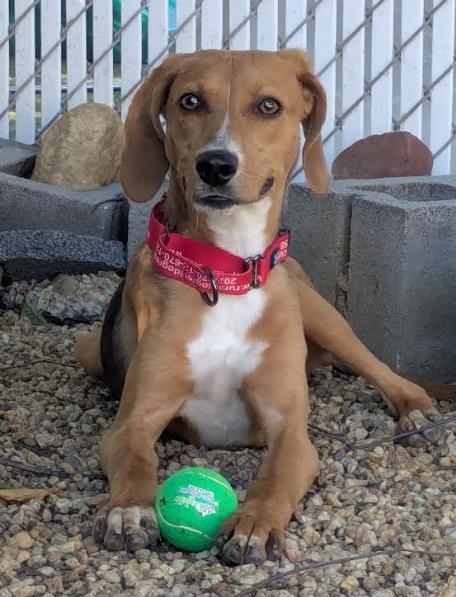Enlarge Shony, a Adoptable mixed breed in Washington DC, DC image 3/6
