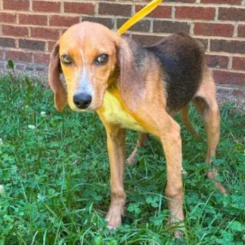 Shony, a Adoptable mixed breed in Washington DC, DC image 3/5