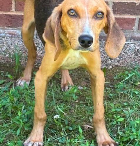 Shony, a Adoptable mixed breed in Washington DC, DC image 4/5