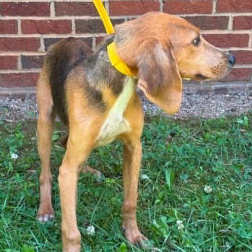Shony, a Adoptable mixed breed in Washington DC, DC image 5/5