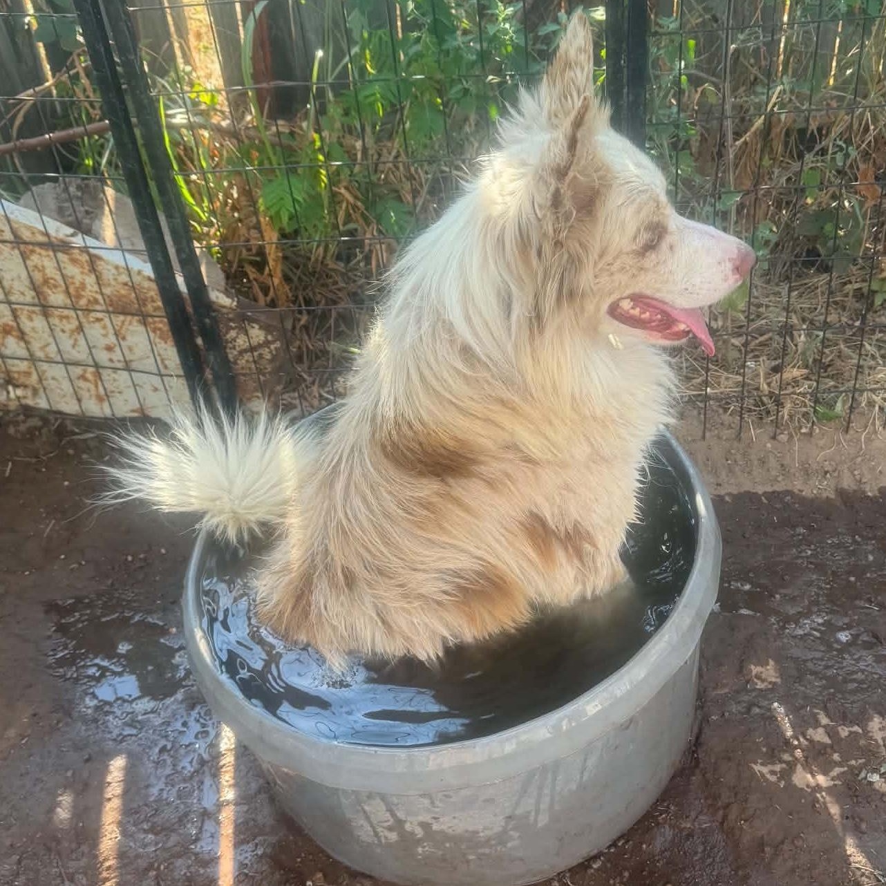 Enlarge Mystery, a Adoptable Australian Shepherd in Portland, OR image 5/6