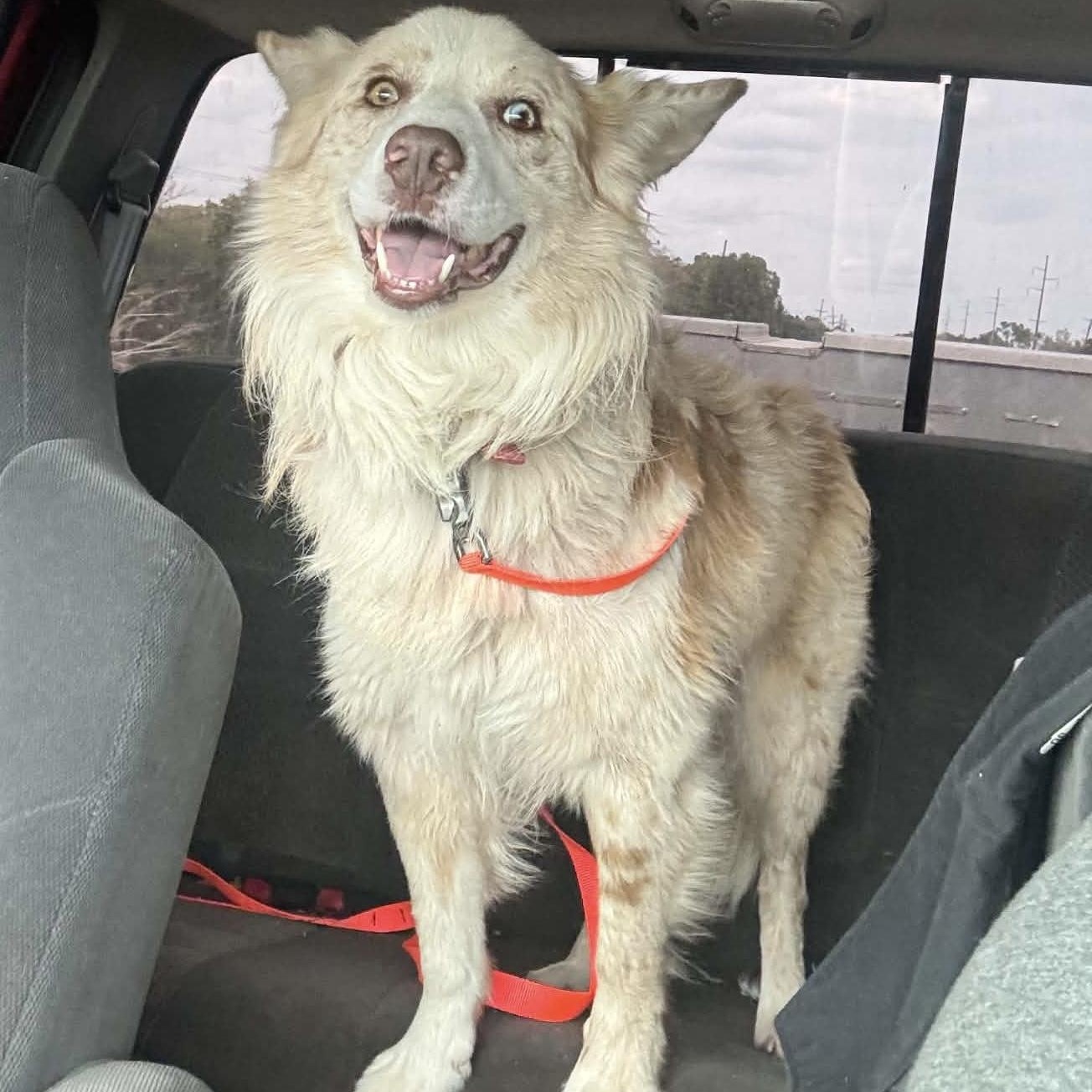 Enlarge Mystery, a Adoptable Australian Shepherd in Portland, OR image 4/6