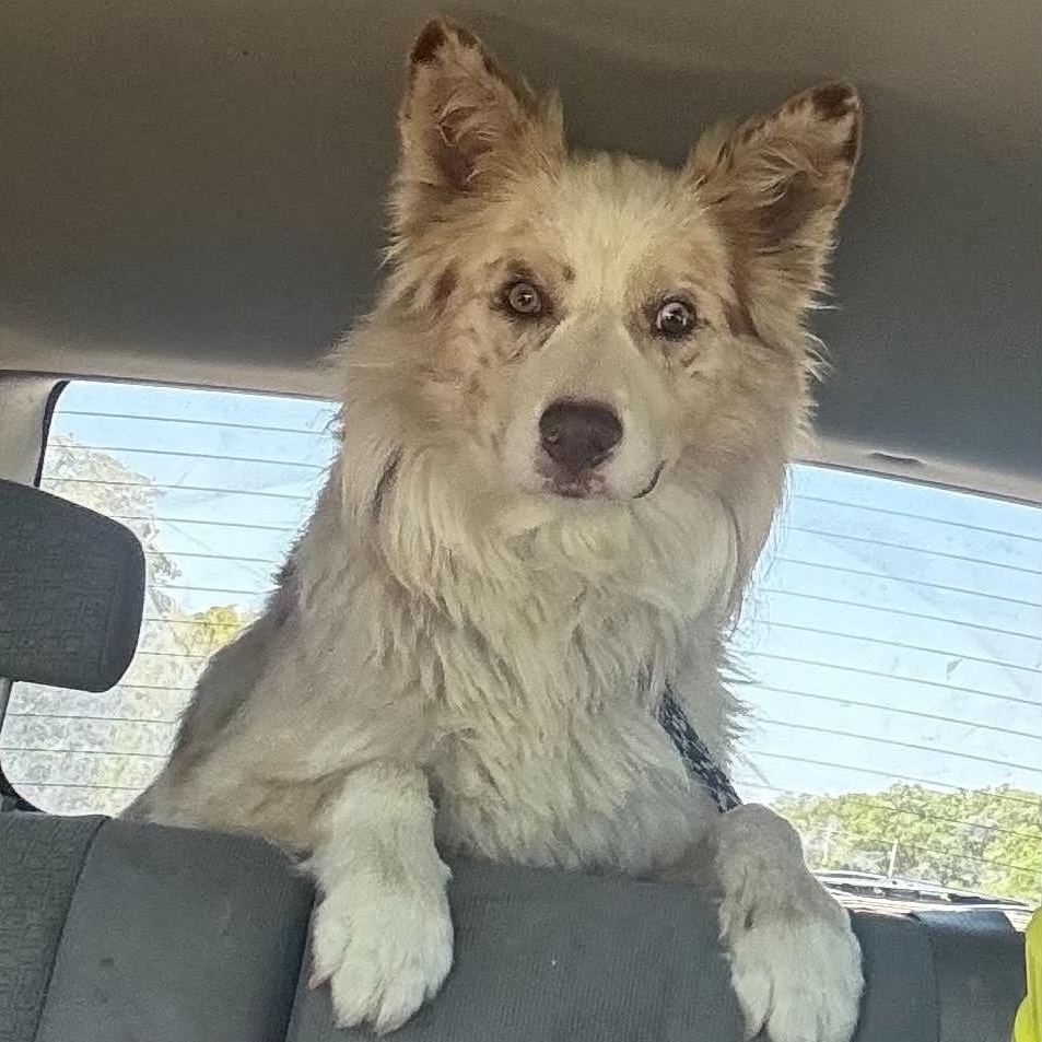 Enlarge Mystery, a Adoptable Australian Shepherd in Portland, OR image 3/6