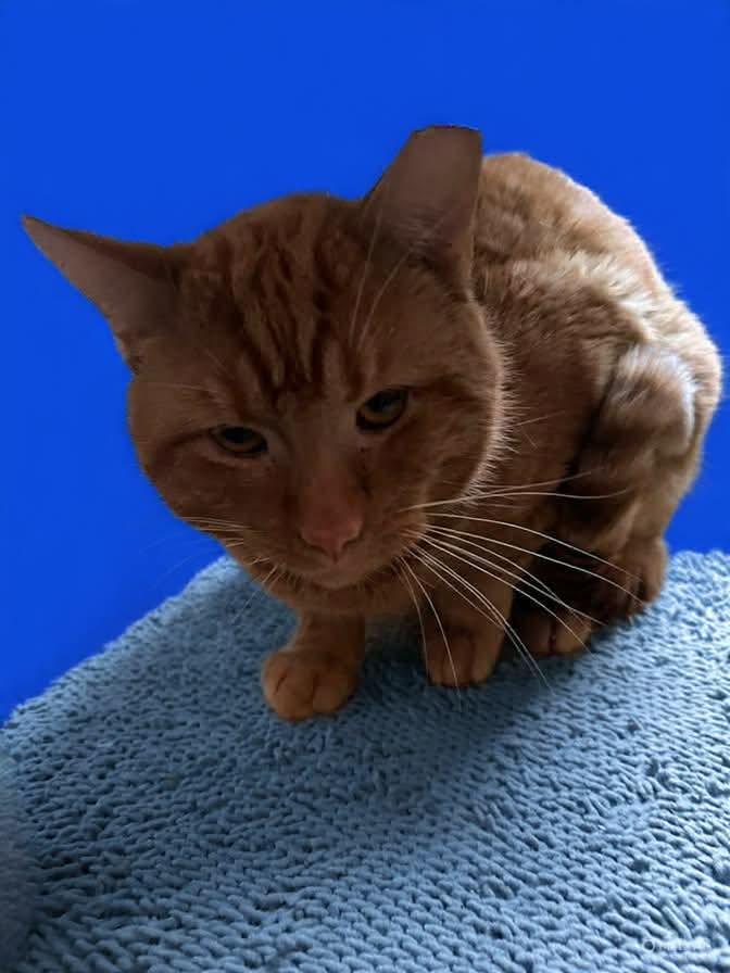 Cricket , Adoptable, Adult Male Domestic Medium Hair.