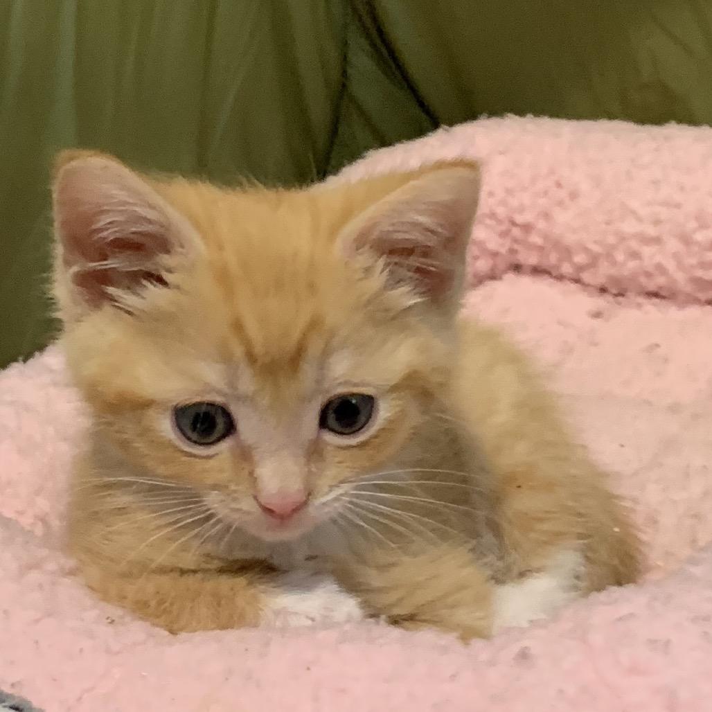 Punk, Adoptable, Kitten Male Domestic Short Hair.