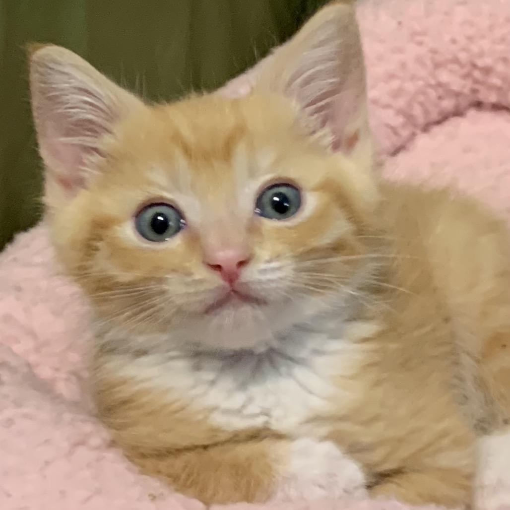 Punk, a Adoptable Domestic Short Hair in Keizer, OR image 3/3