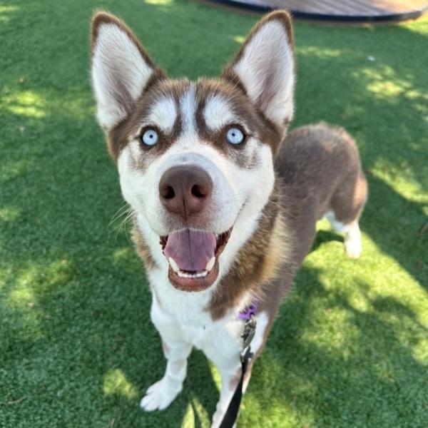 Enlarge Pringle, a Adoptable mixed breed in Walnut Creek, CA image 1/1