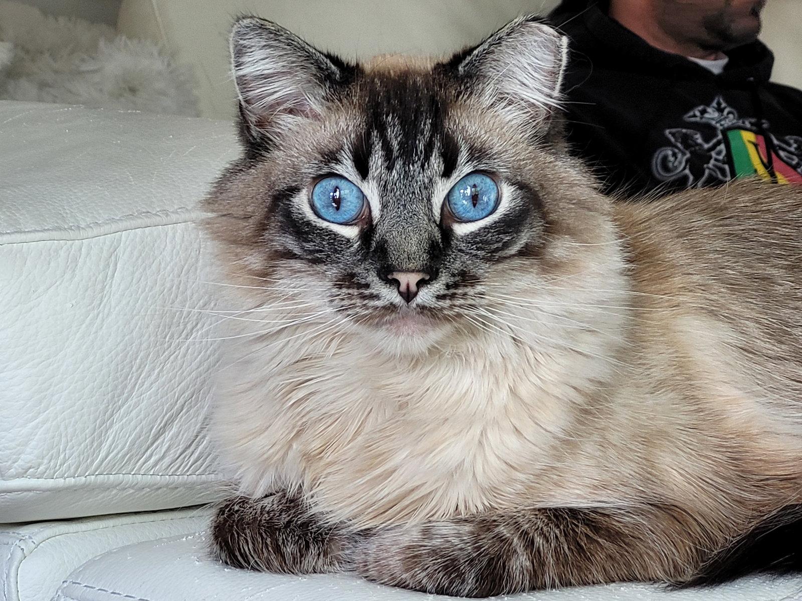 Chai, Adopted, Adult Male Ragdoll & Domestic Medium Hair.