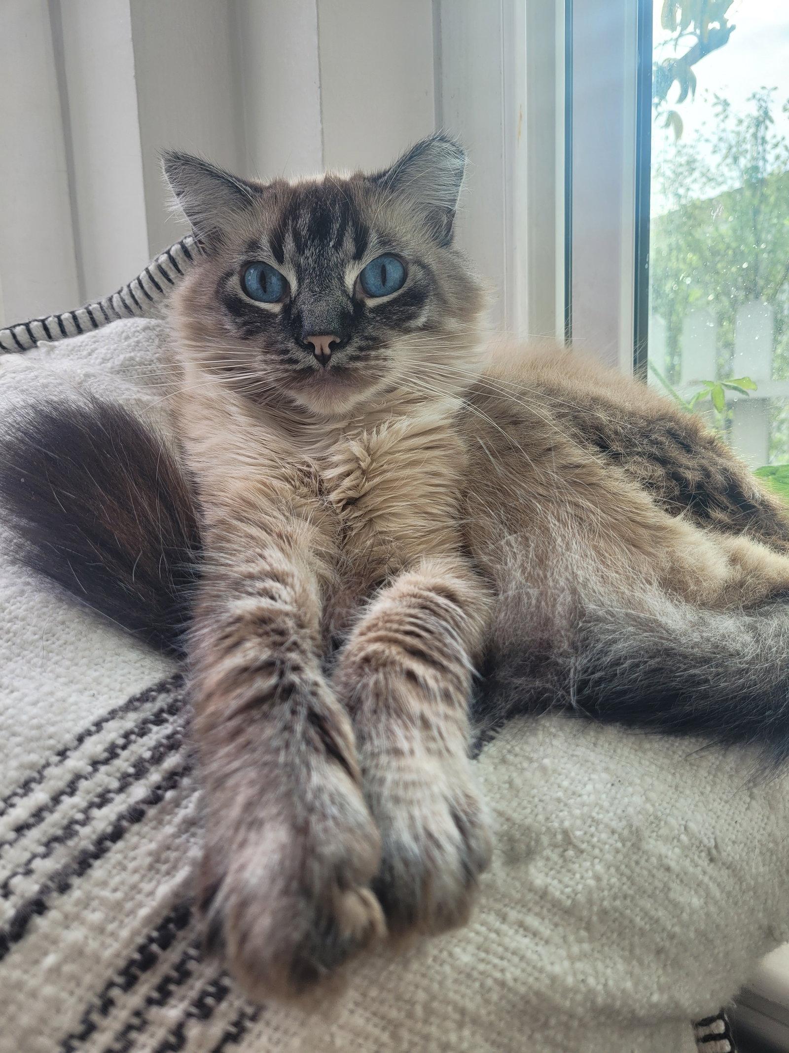 Enlarge Chai, a Adopted mixed breed in San Jose, CA image 2/3