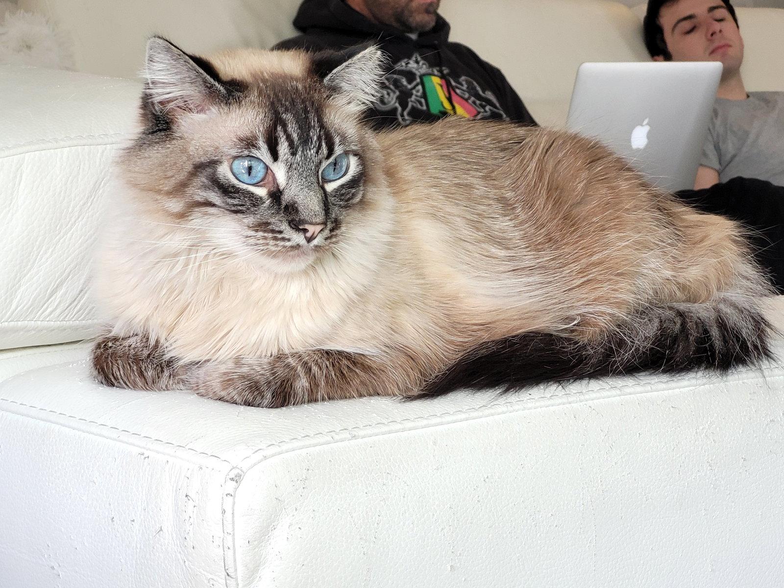 Enlarge Chai, a Adopted mixed breed in San Jose, CA image 3/3