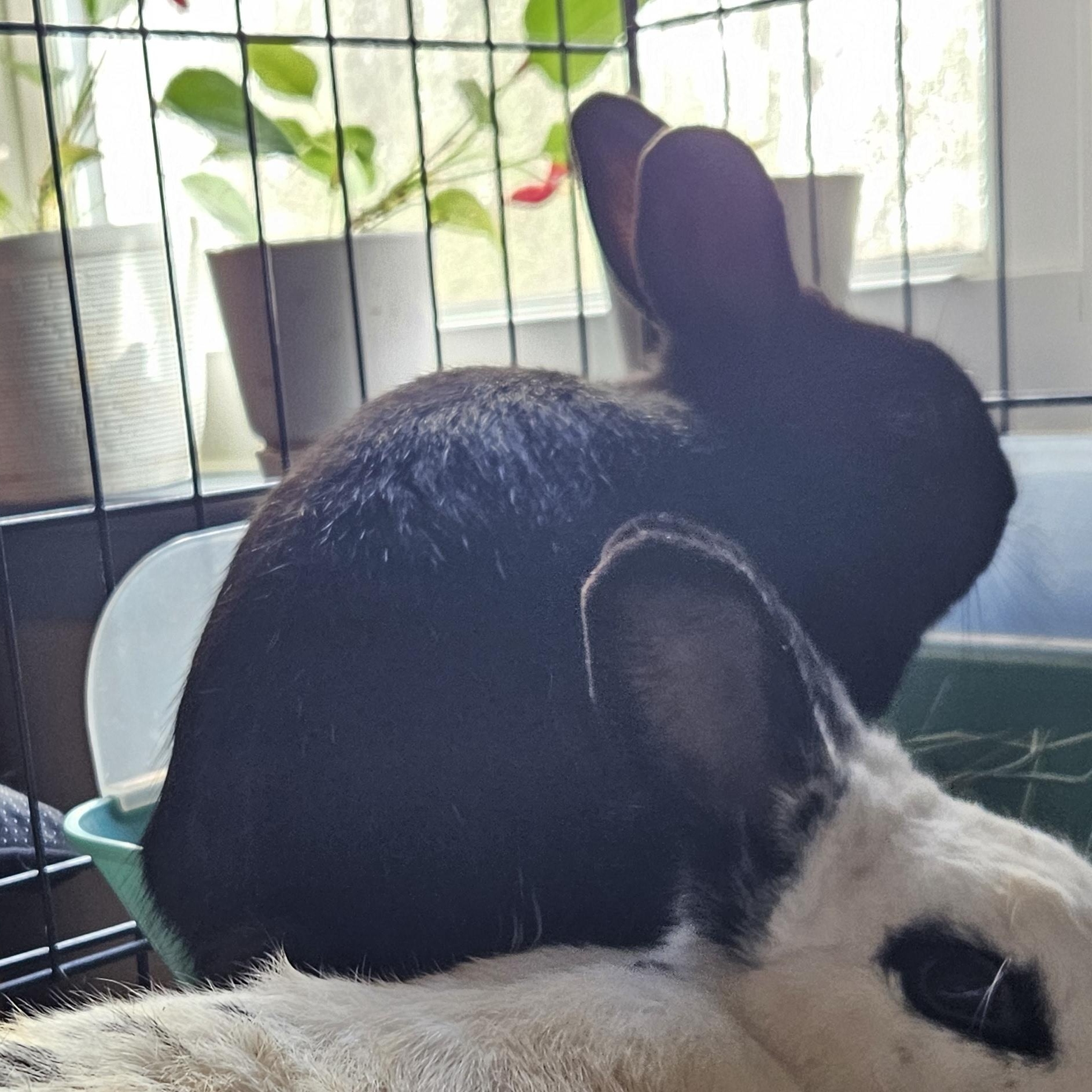 Enlarge Midnight, a ADOPTABLE mixed breed in FOLEY, AL image 3/3