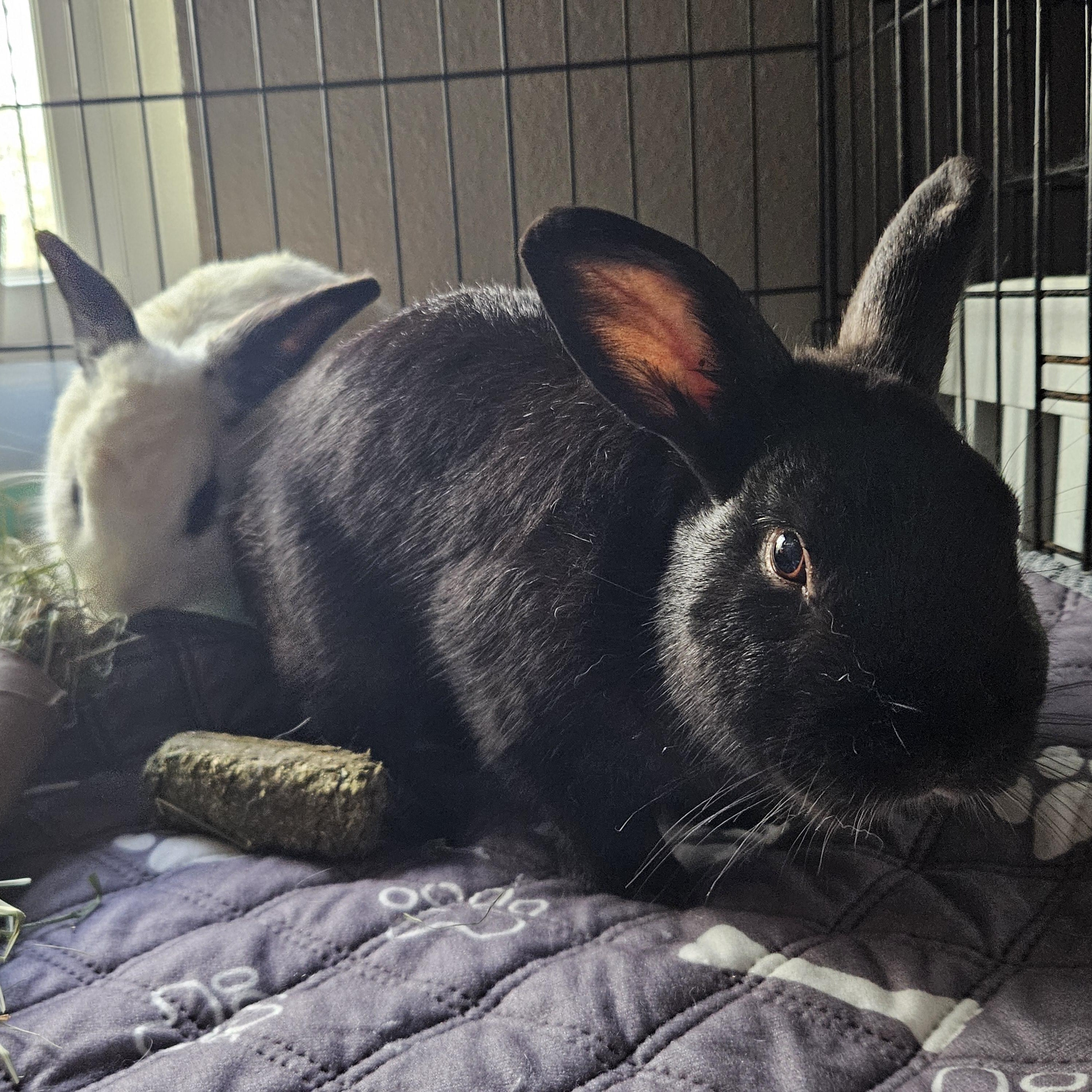 Enlarge Midnight, a ADOPTABLE mixed breed in FOLEY, AL image 2/3