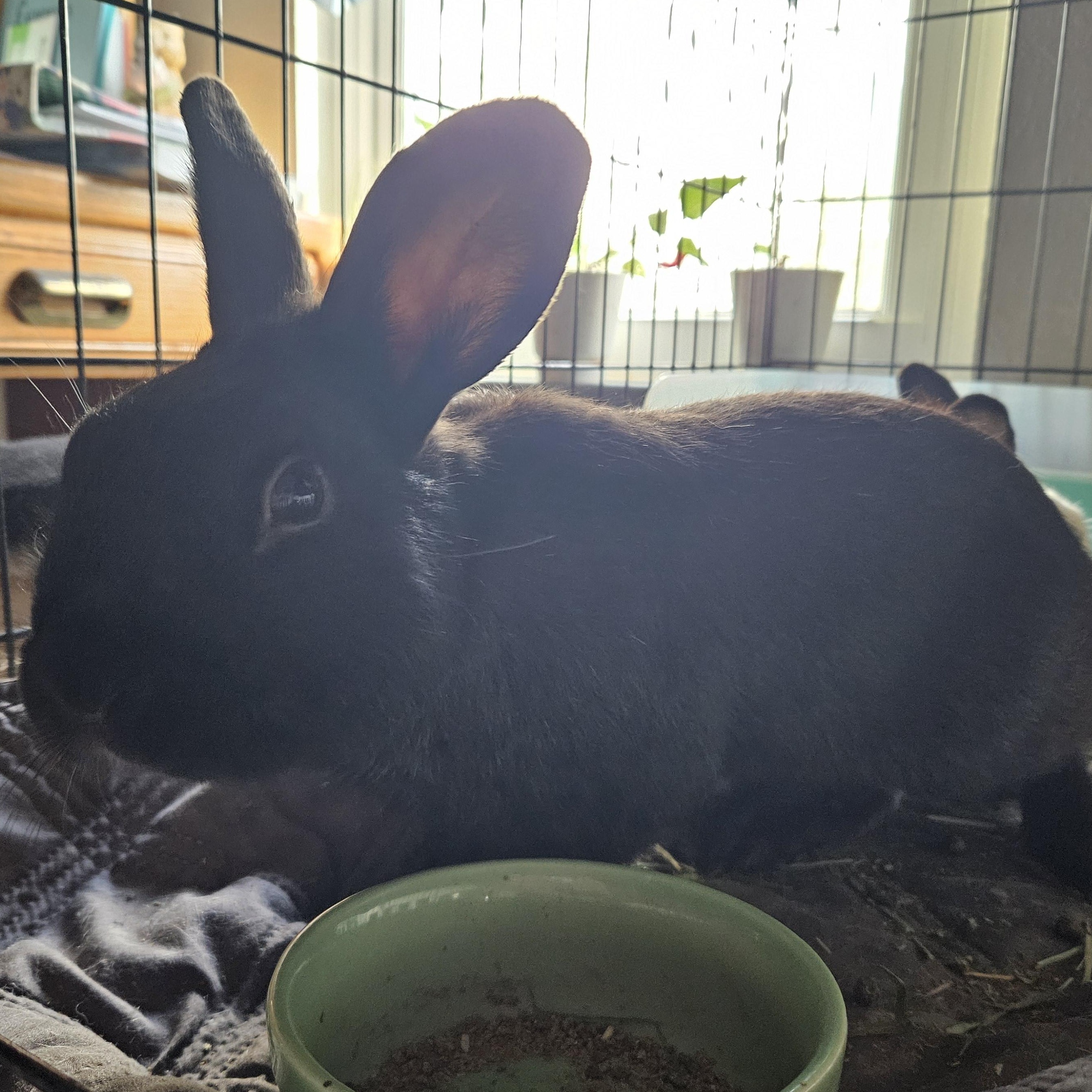 Midnight, ADOPTABLE, Adult Male Havana & Mini Rex.