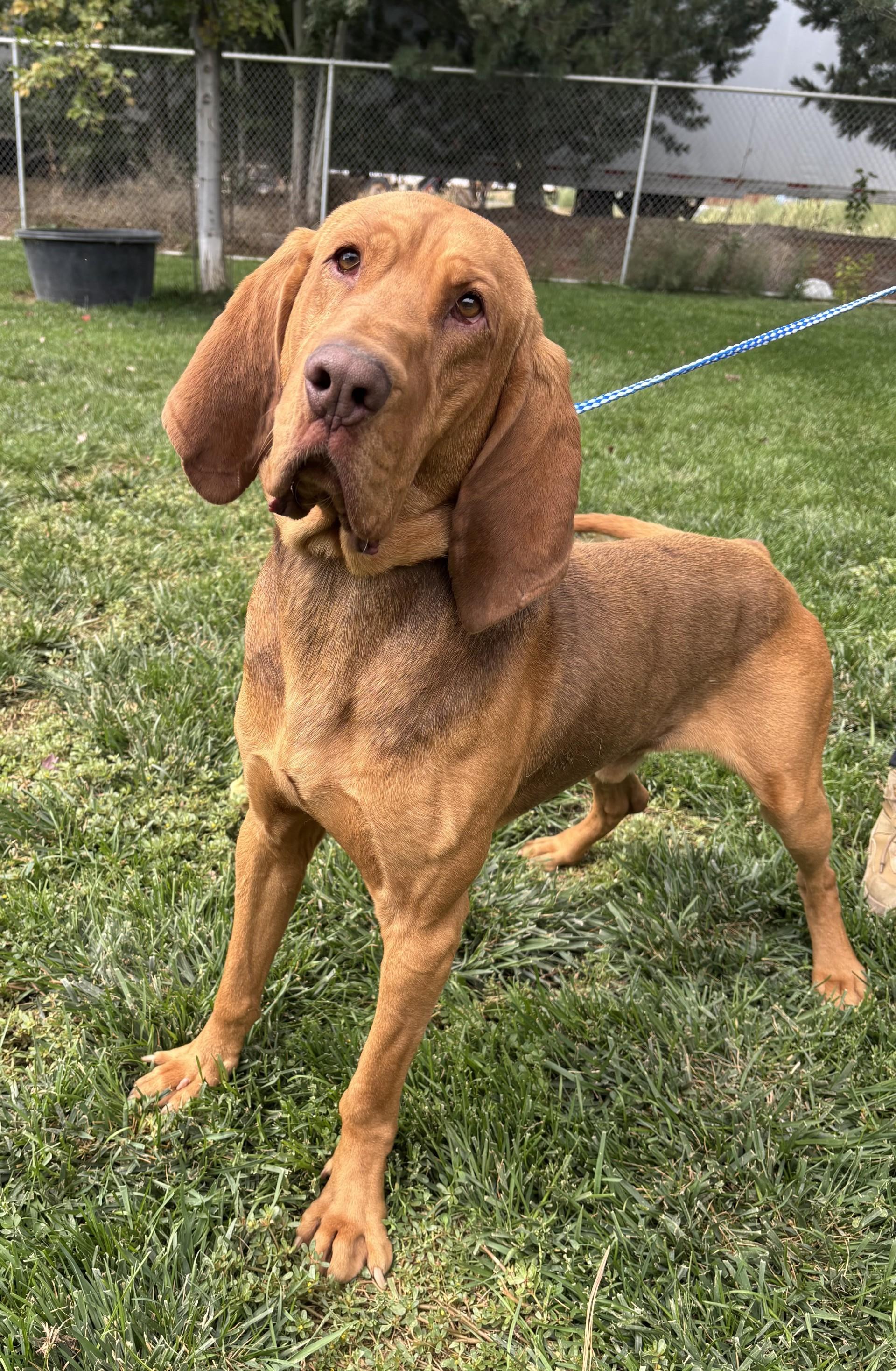 Copper, ADOPTABLE, Adult Male Bloodhound.