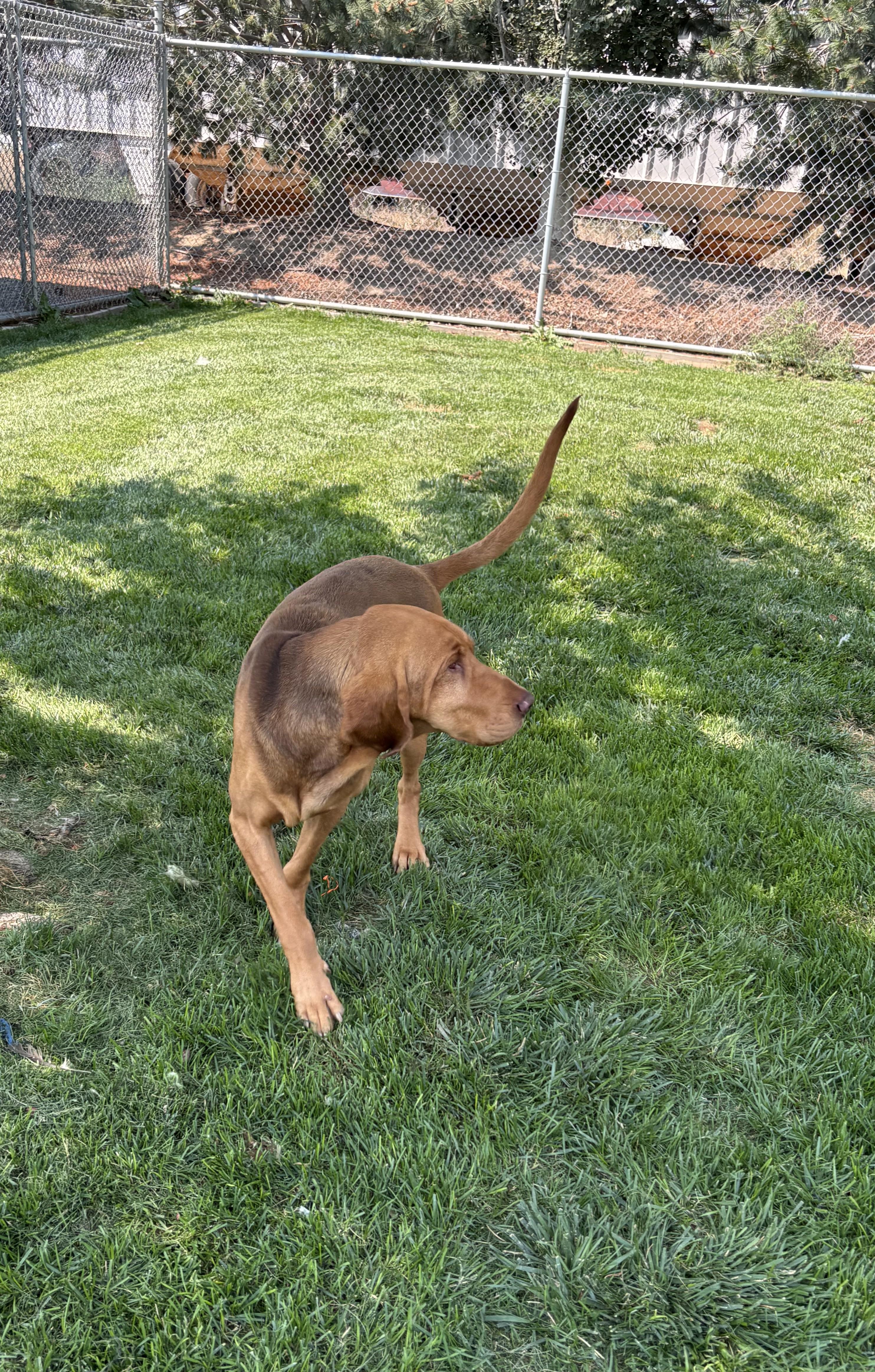 Enlarge Copper, a ADOPTABLE Bloodhound in Quincy, WA image 1/4