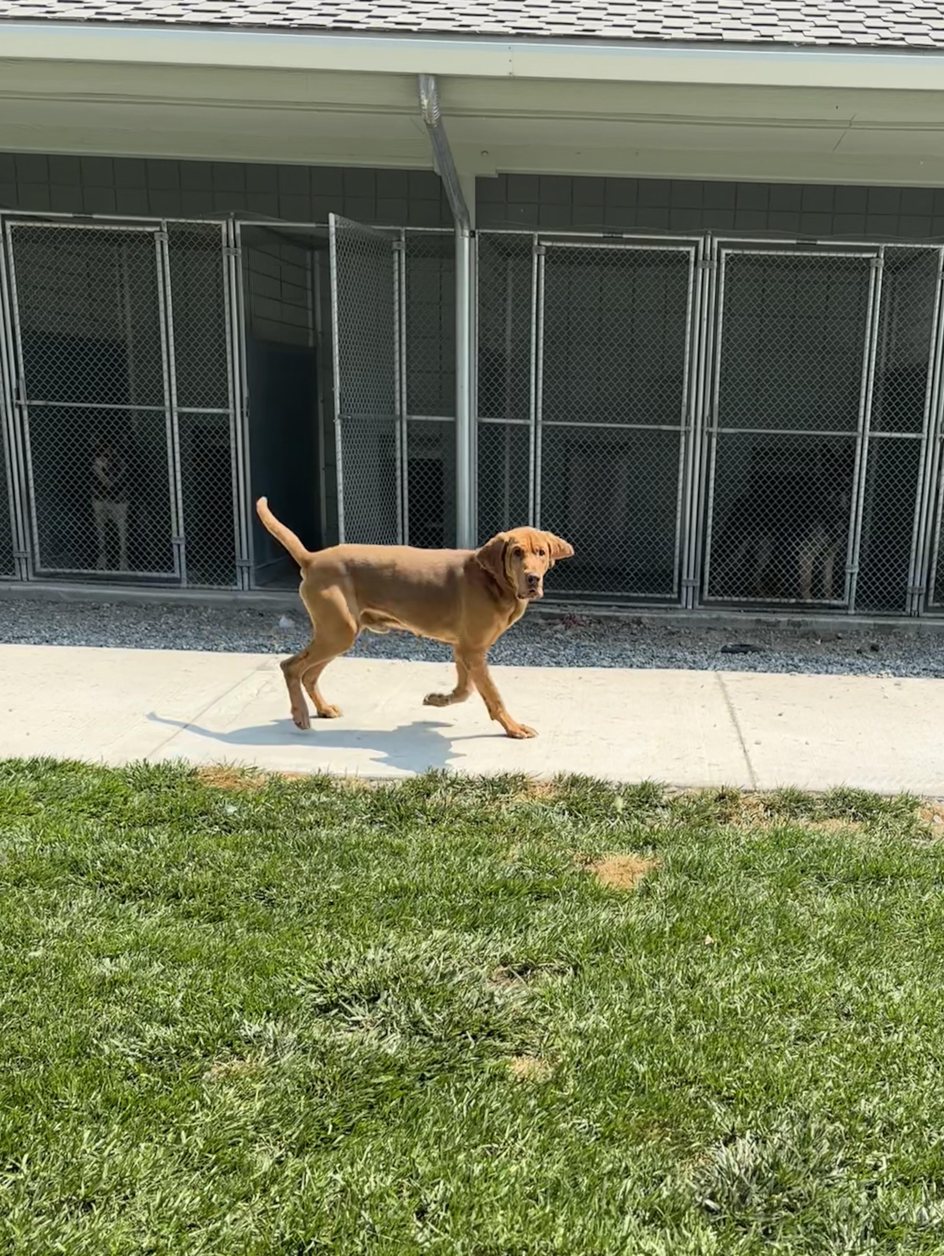 Enlarge Copper, a ADOPTABLE Bloodhound in Quincy, WA image 3/4