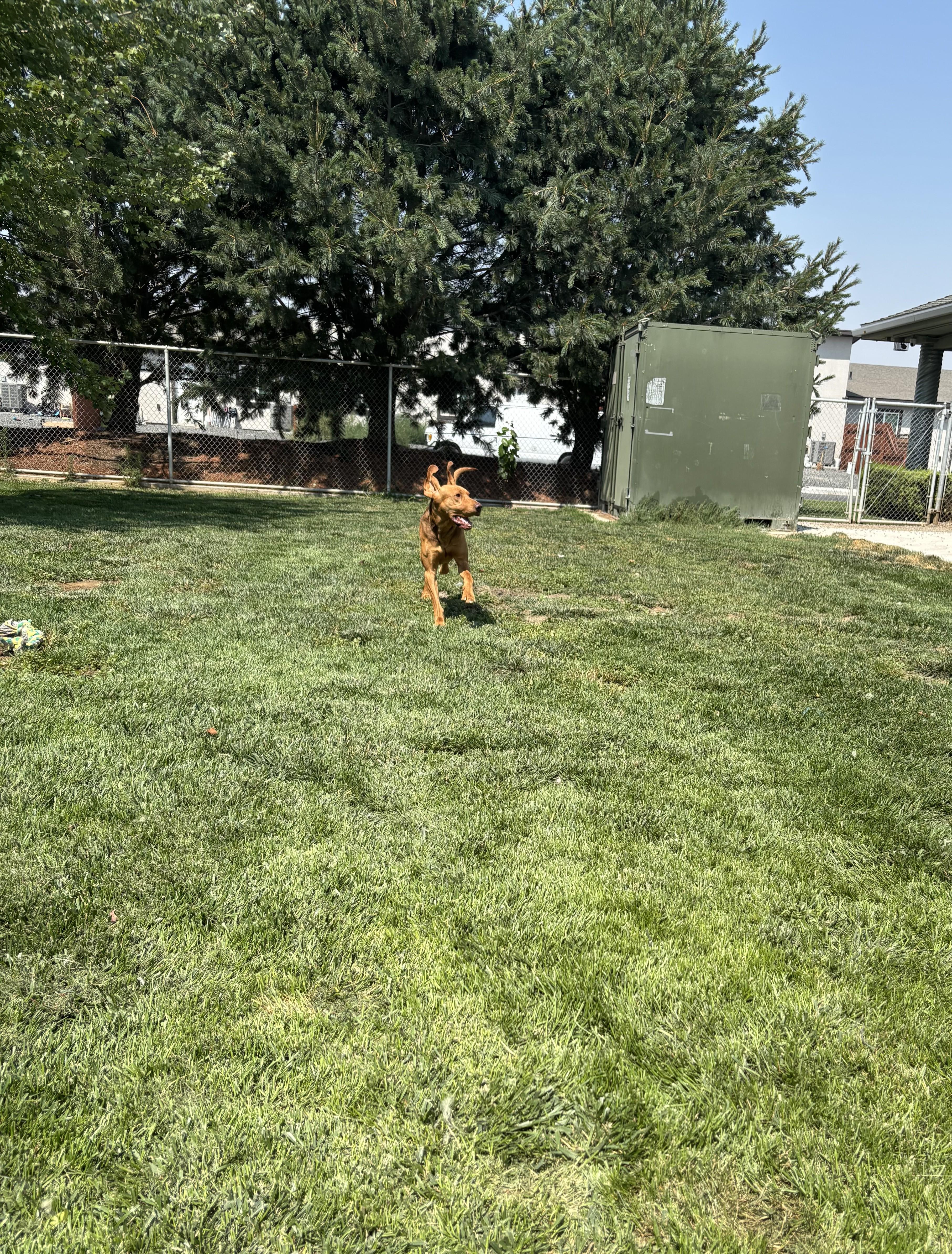 Enlarge Copper, a ADOPTABLE Bloodhound in Quincy, WA image 4/4