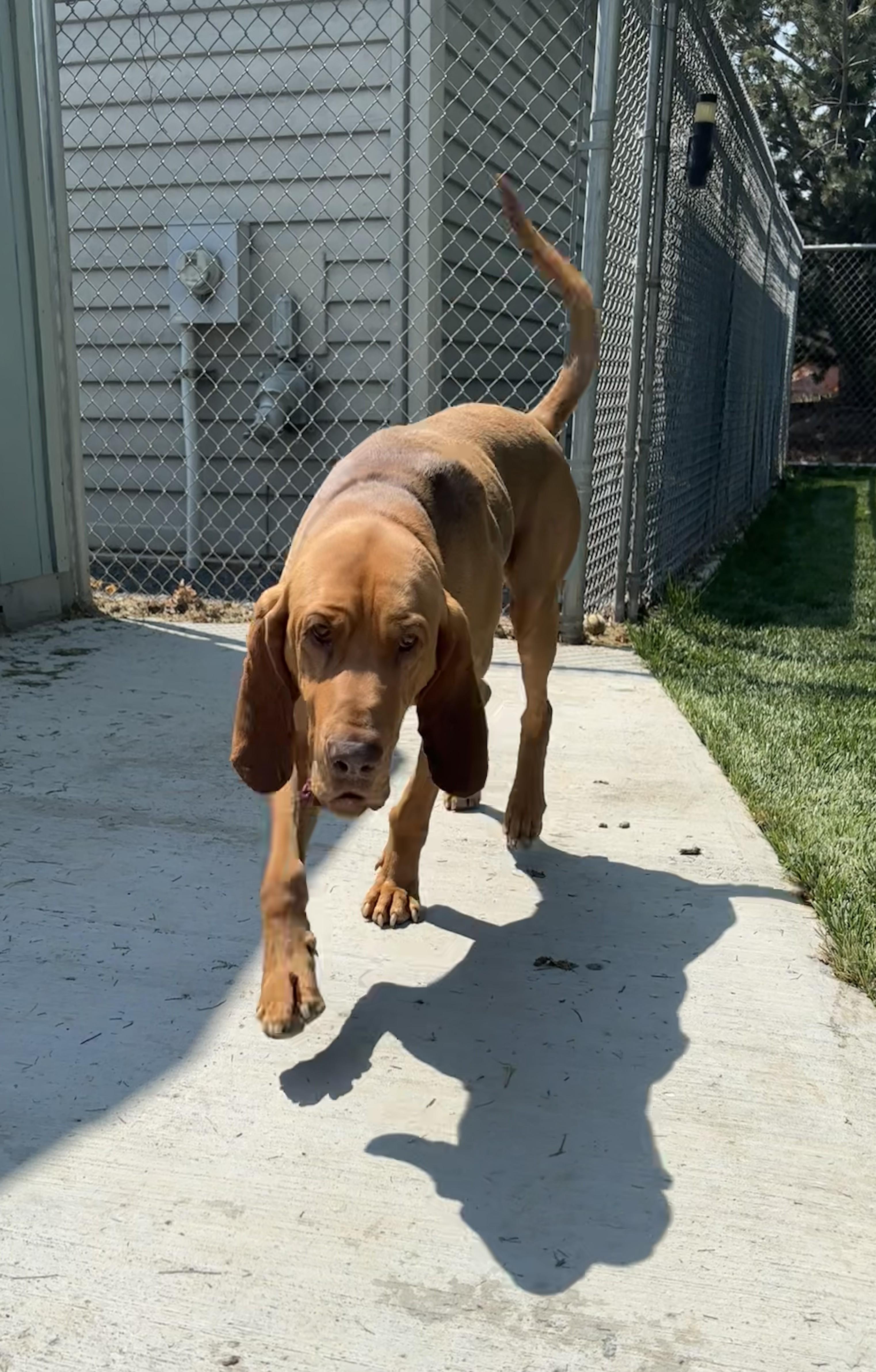 Enlarge Copper, a ADOPTABLE Bloodhound in Quincy, WA image 2/4