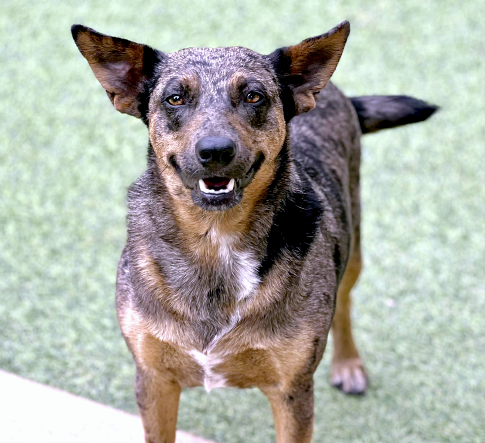 Auburn - shy, sweet, loving  project dog, Adult Female unknown