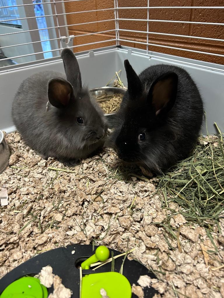 Midnight (E. Lakeview), Adoptable, Young Female American.