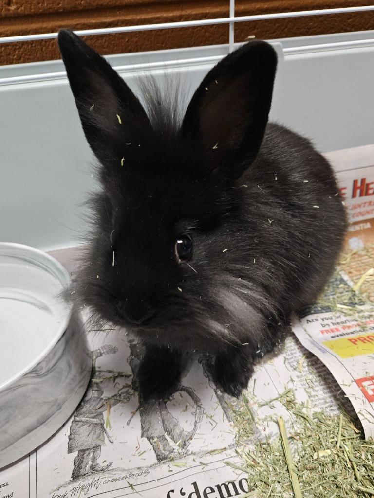 Enlarge Midnight (E. Lakeview), a Adoptable American in Johnson City, TN image 2/2