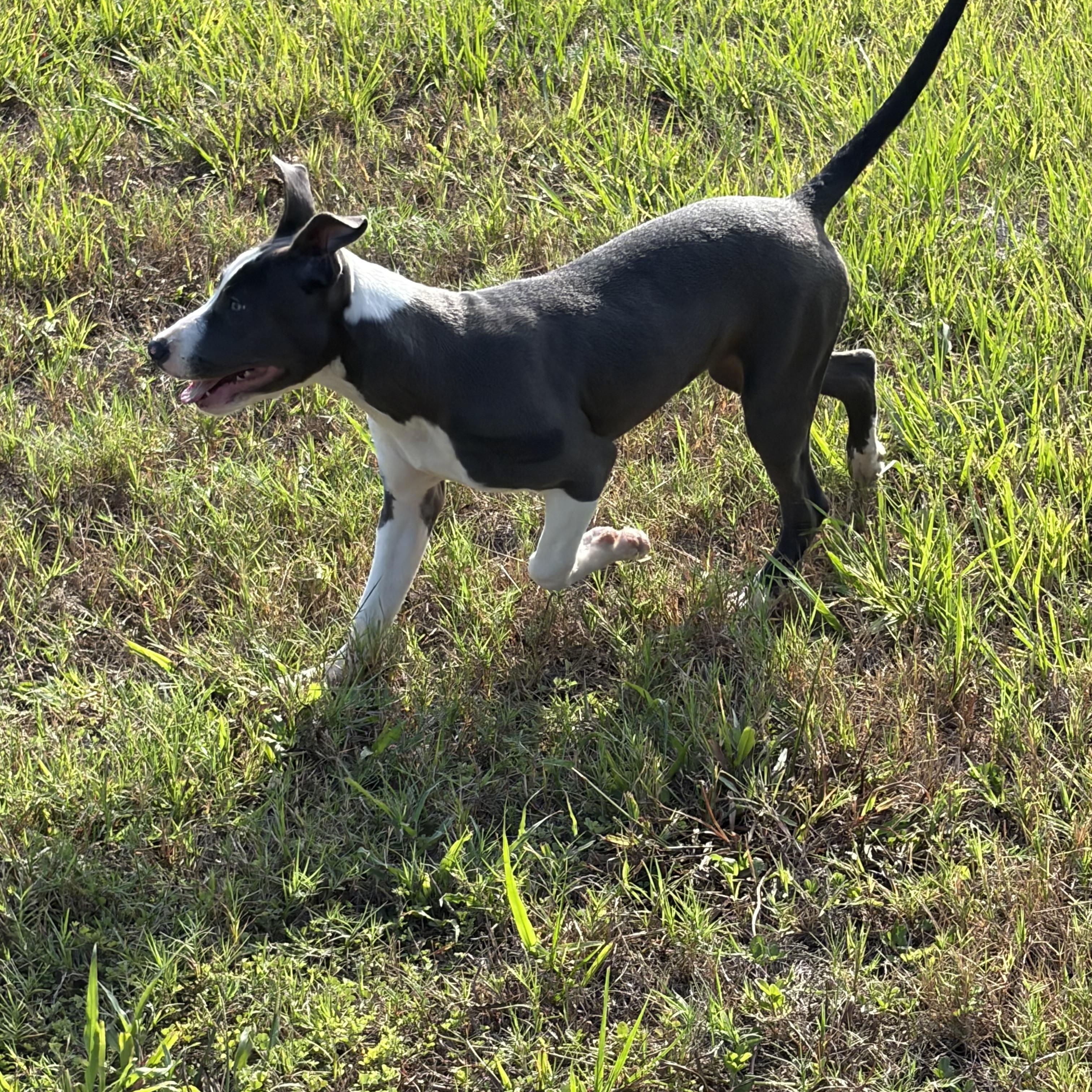 Peachy, ADOPTABLE, Puppy Female Pit Bull Terrier.