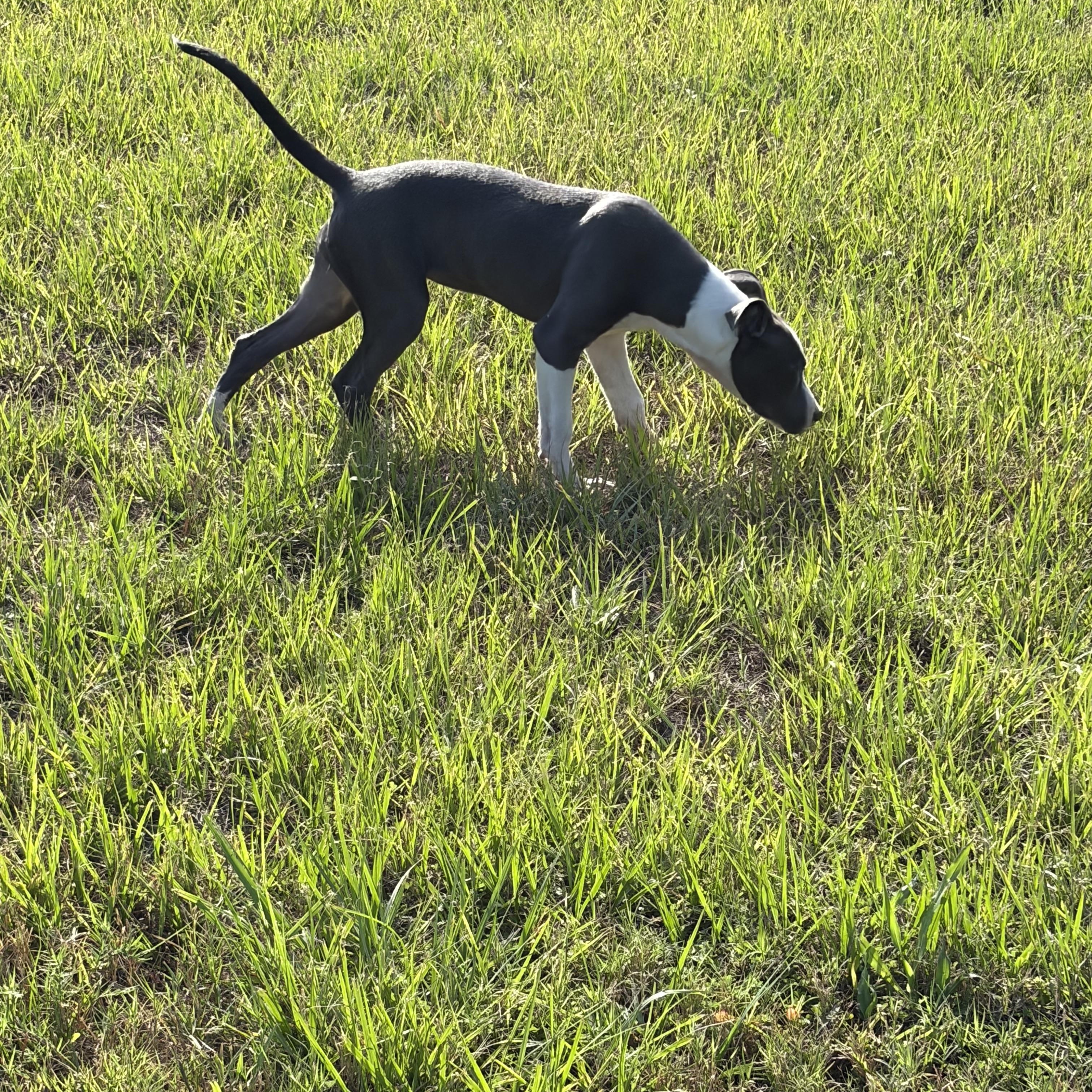 Peachy, a ADOPTABLE mixed breed in Arcadia, FL image 2/5