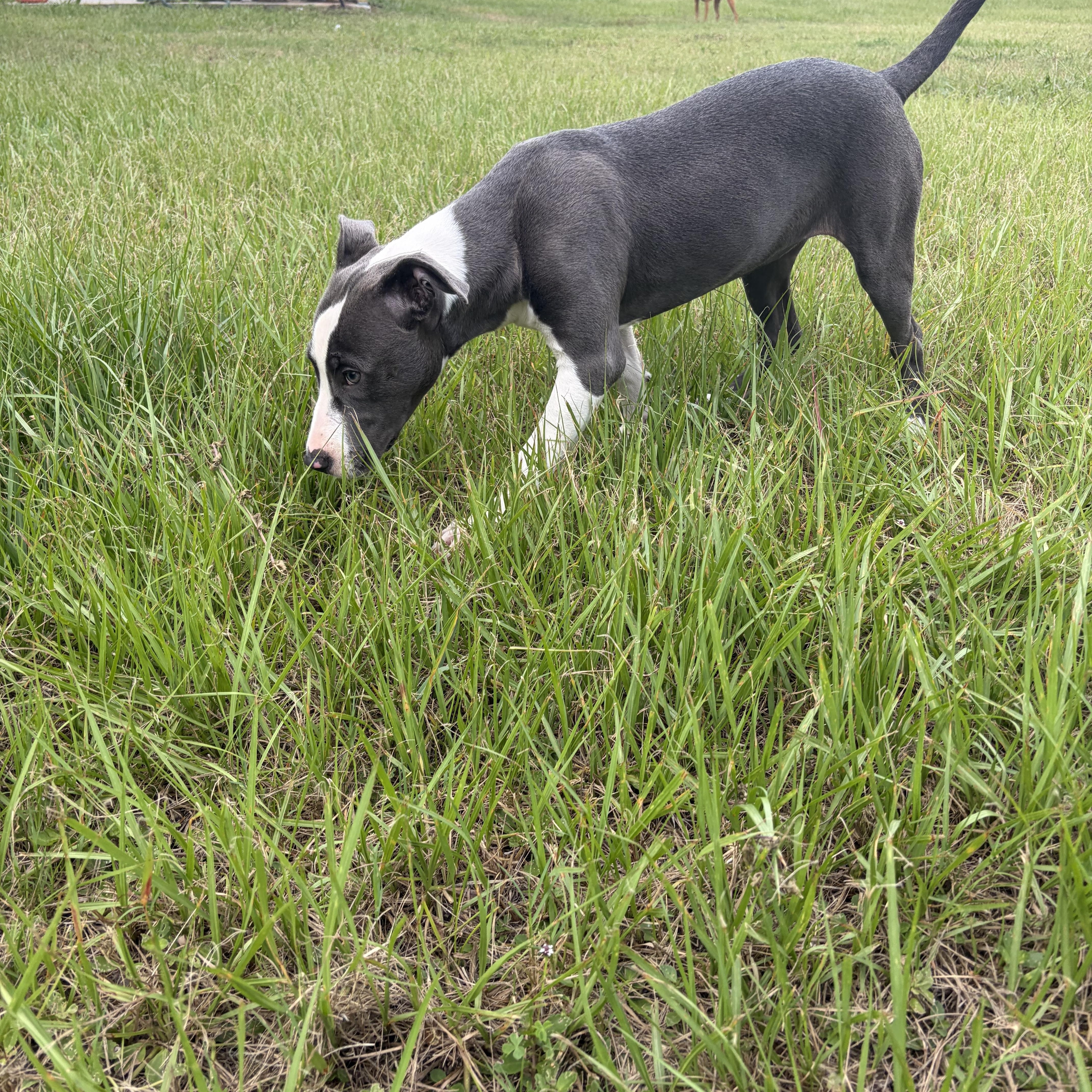 Peachy, a ADOPTABLE mixed breed in Arcadia, FL image 5/5