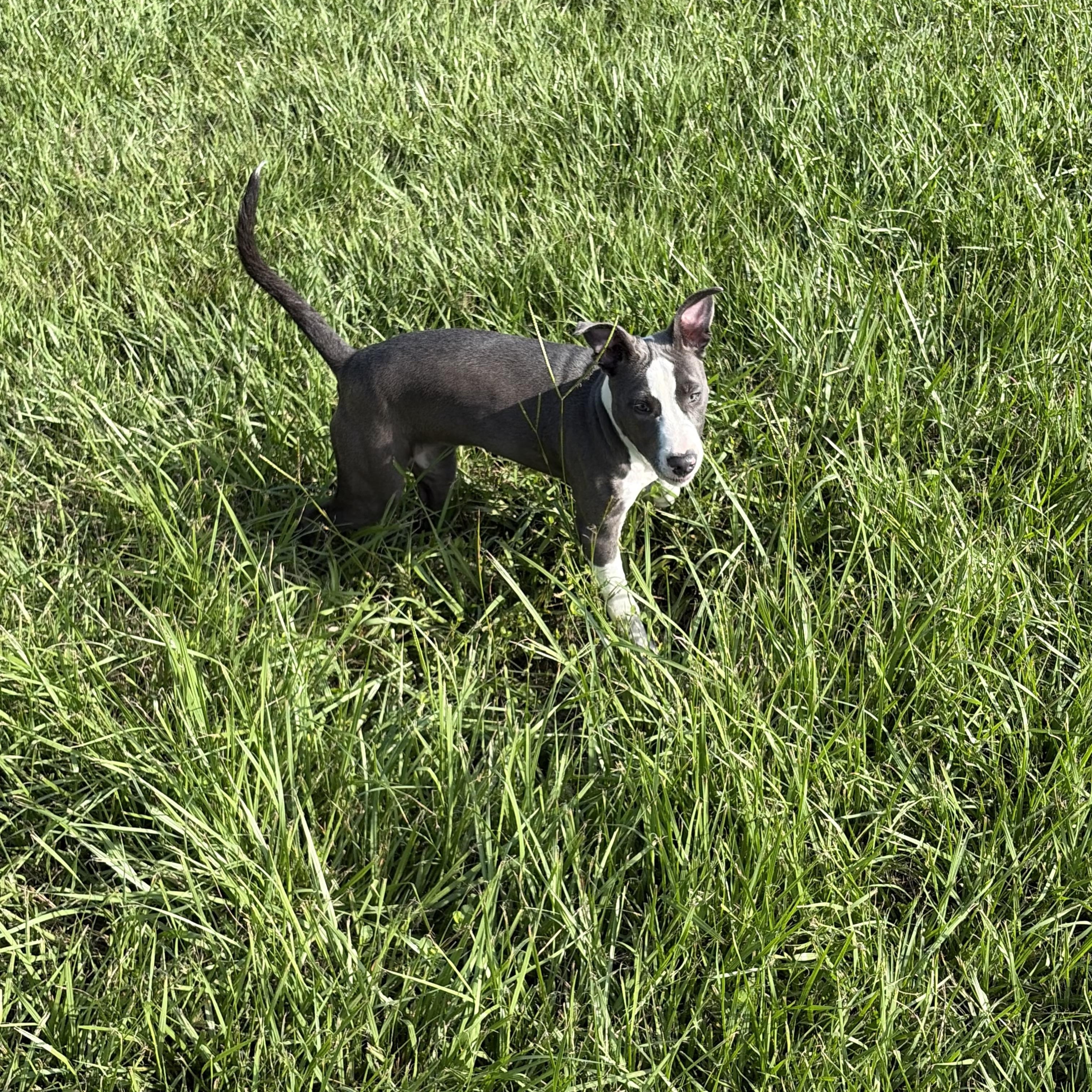 Peachy, a ADOPTABLE mixed breed in Arcadia, FL image 4/5