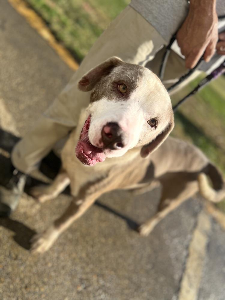 Asher 23D-0334, Adoptable, Adult Male Mixed Breed.