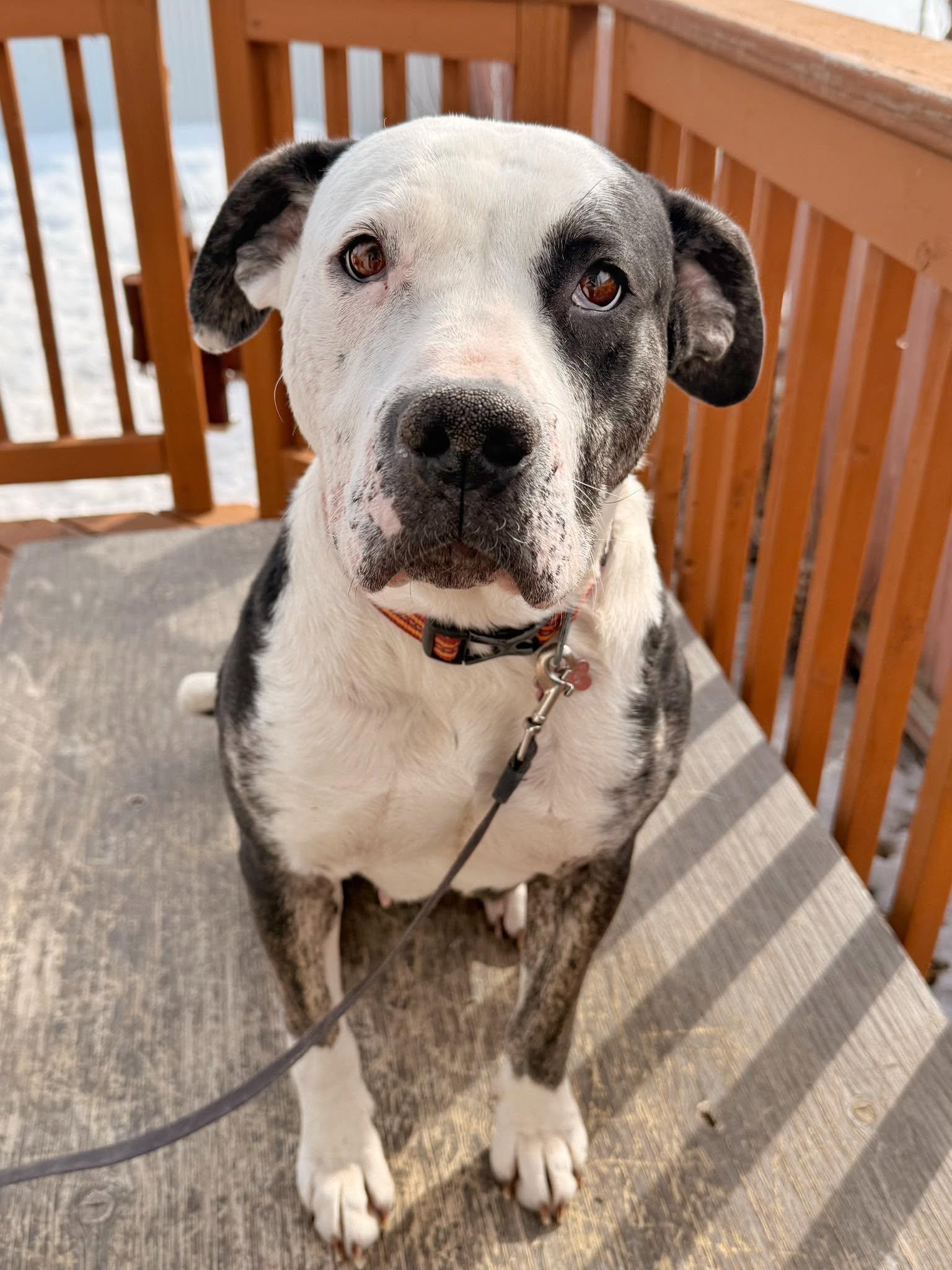 Betty, ADOPTABLE, Adult Female American Bully.