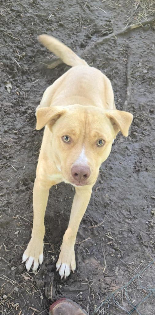 Hopper, Adoptable, Young Male Pit Bull Terrier & Yellow Labrador Retriever.