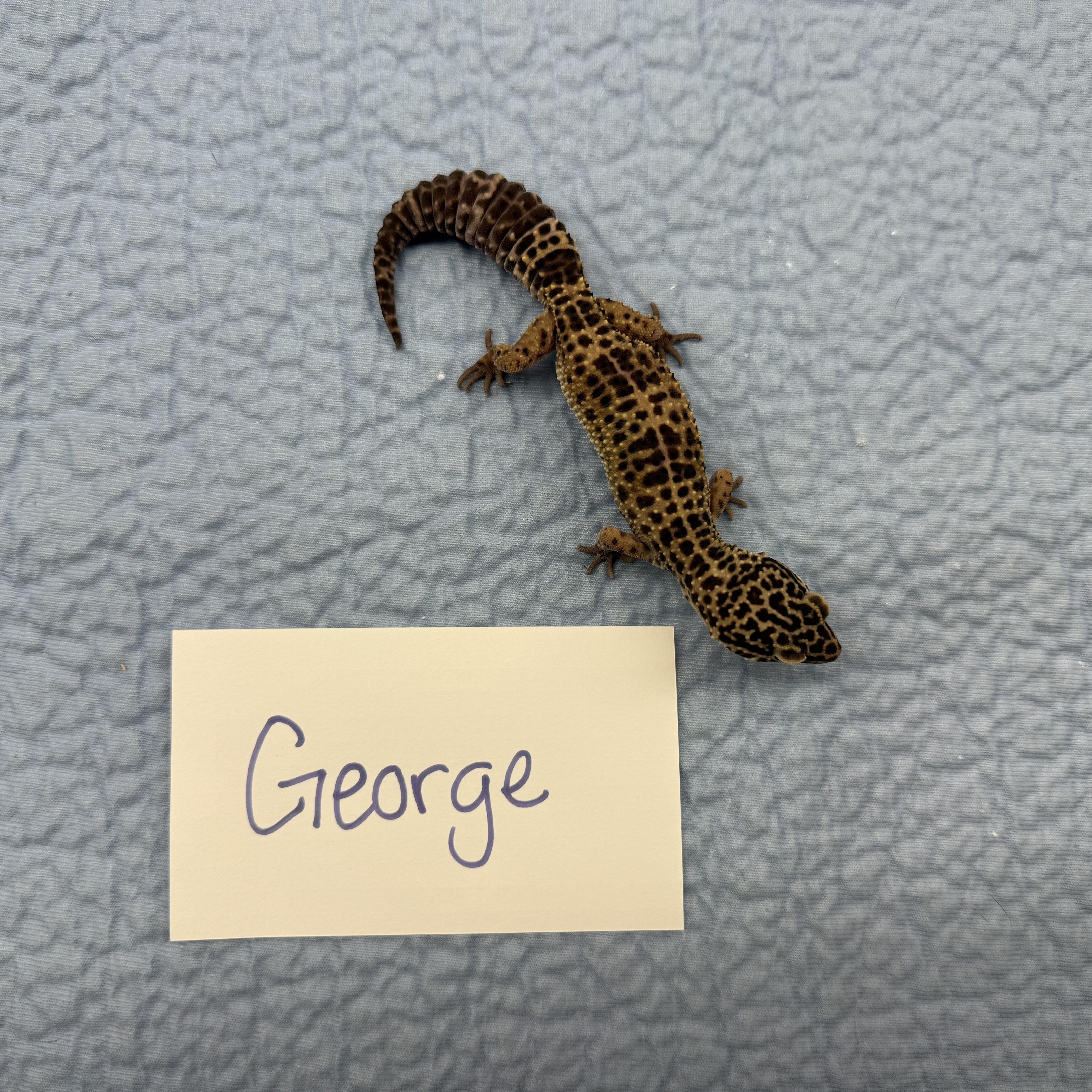 George