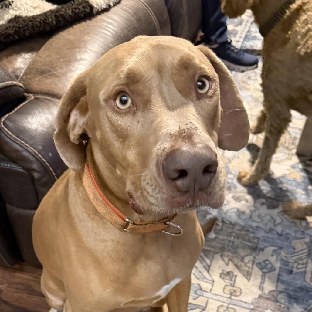 Enlarge Rolly, a Adoptable mixed breed in Sarasota, FL image 1/6